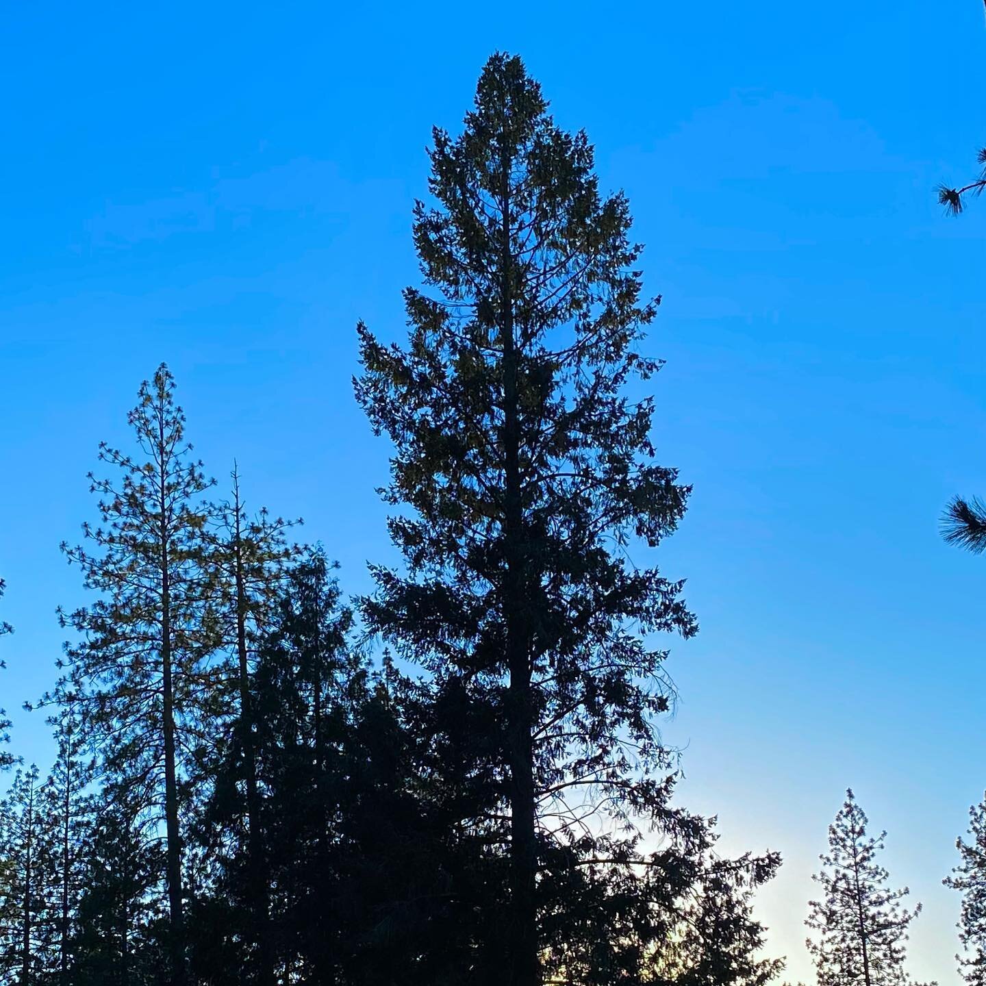 A late evening hike always clears the mind. 

#adventure #getoutside #pinemountain #outdoors #pinemountainlake #nature #openspace #breathitin #4bearschalet #pinetrees #goldcountry #motherlode #hiking #hikecalifornia #traveltuolumnecounty #cabinlife #