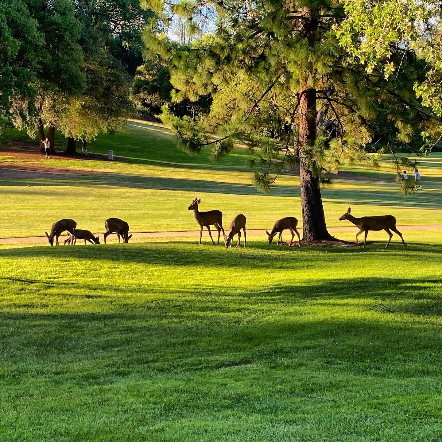 Dinner at the golf course or is it ON the golf course? A little paparazzi as the deer quietly enjoyed some fairway grass. Walking around Pine Mountain Lake never disappoints. 

#getoutside #outdoors #pinemountainlake #nature #grazingdeer #breathitin 