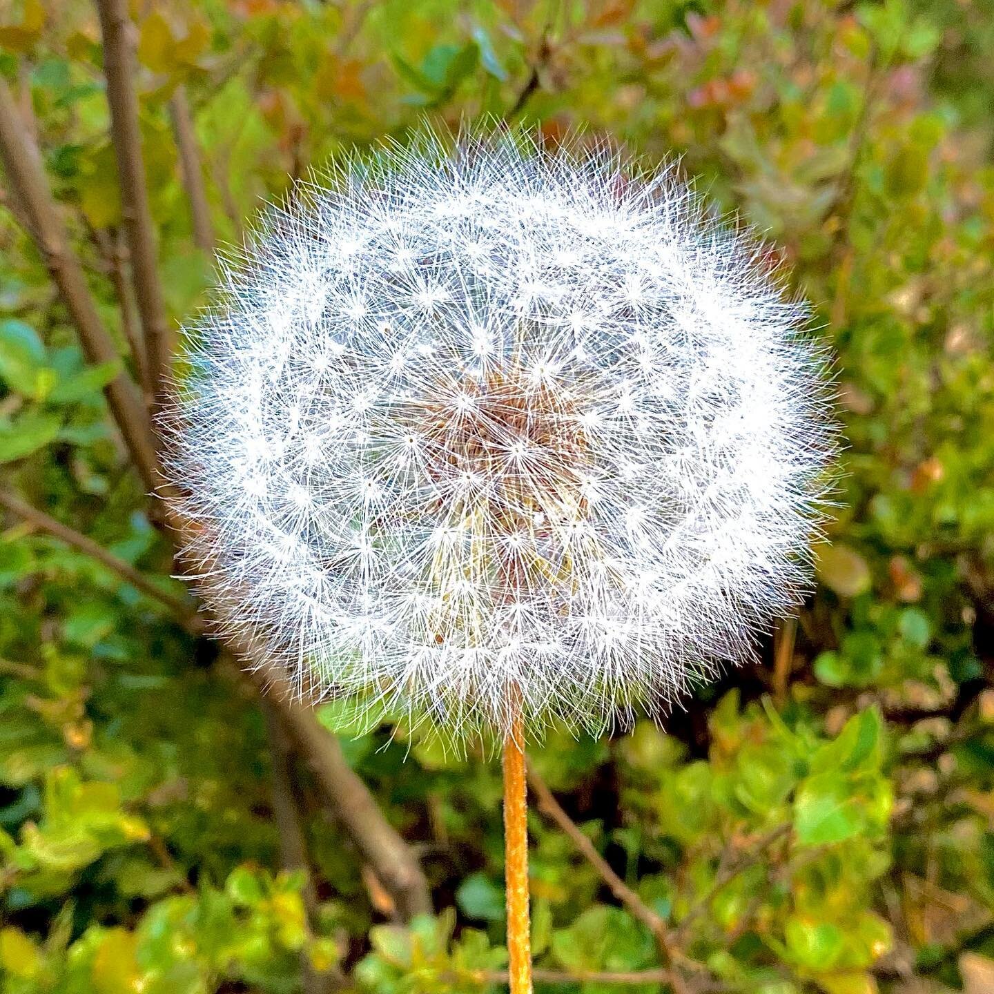 Anybody&rsquo;s eyes start watering or nose start running busting looking at this photo? 🤧 Still, it&rsquo;s a pretty cool photo. 📸 

#allergies #getoutside #pinemountain #outdoors #pinemountainlake #nature #openspace #breathitin #4bearschalet #pin