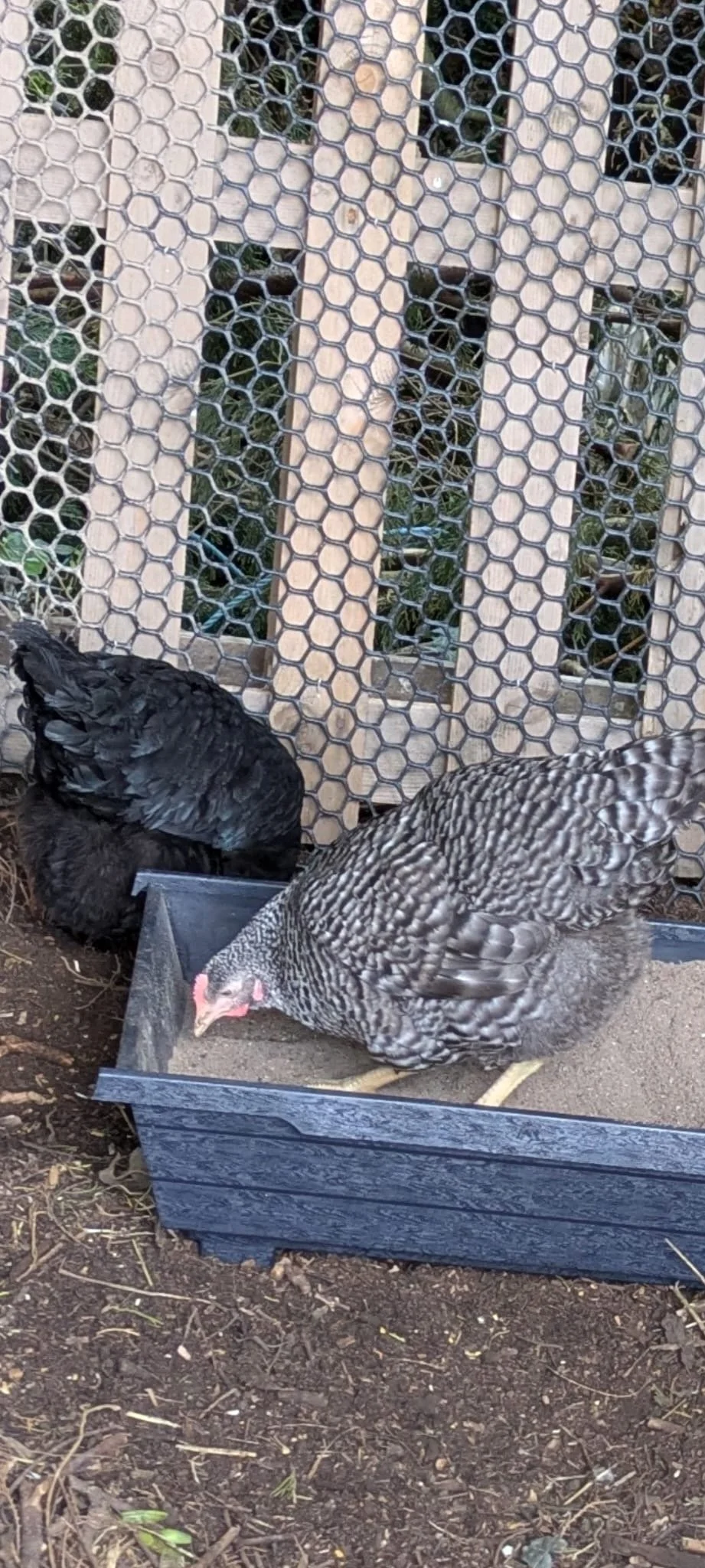Chickens