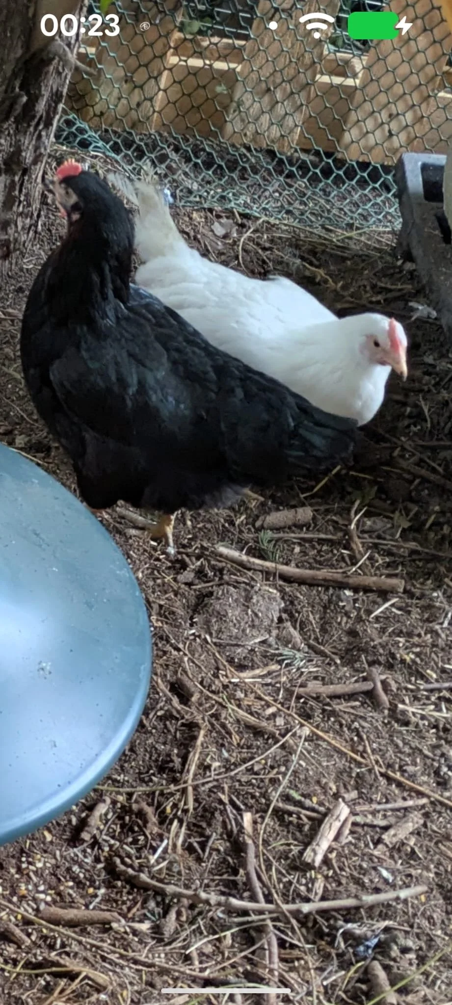 Chickens at Keane Futures