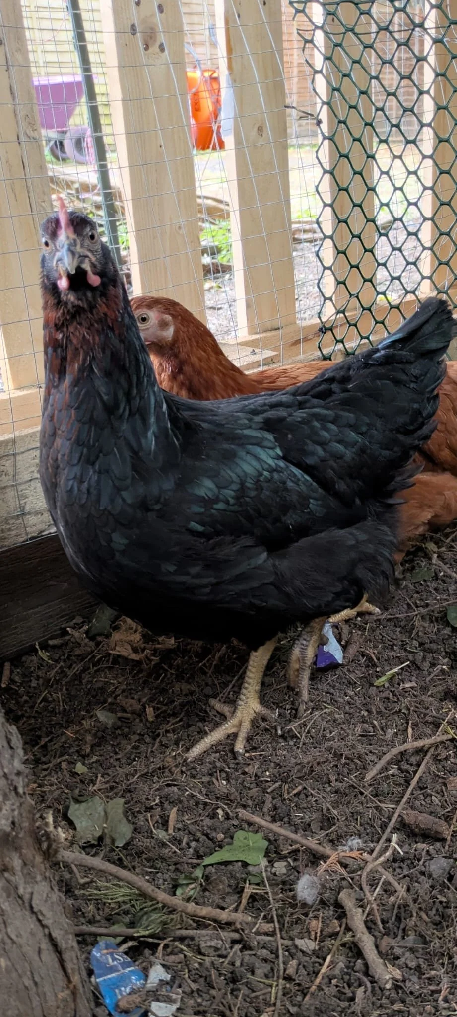 Cheeky chicken at the farm