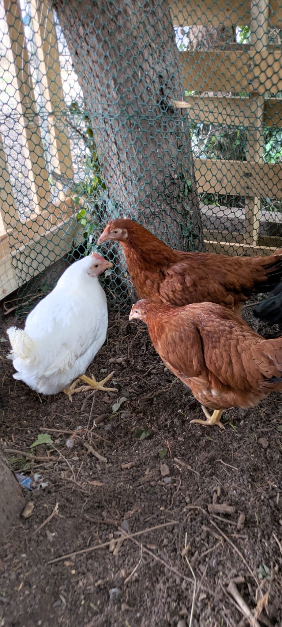 Chickens at Keane Futures
