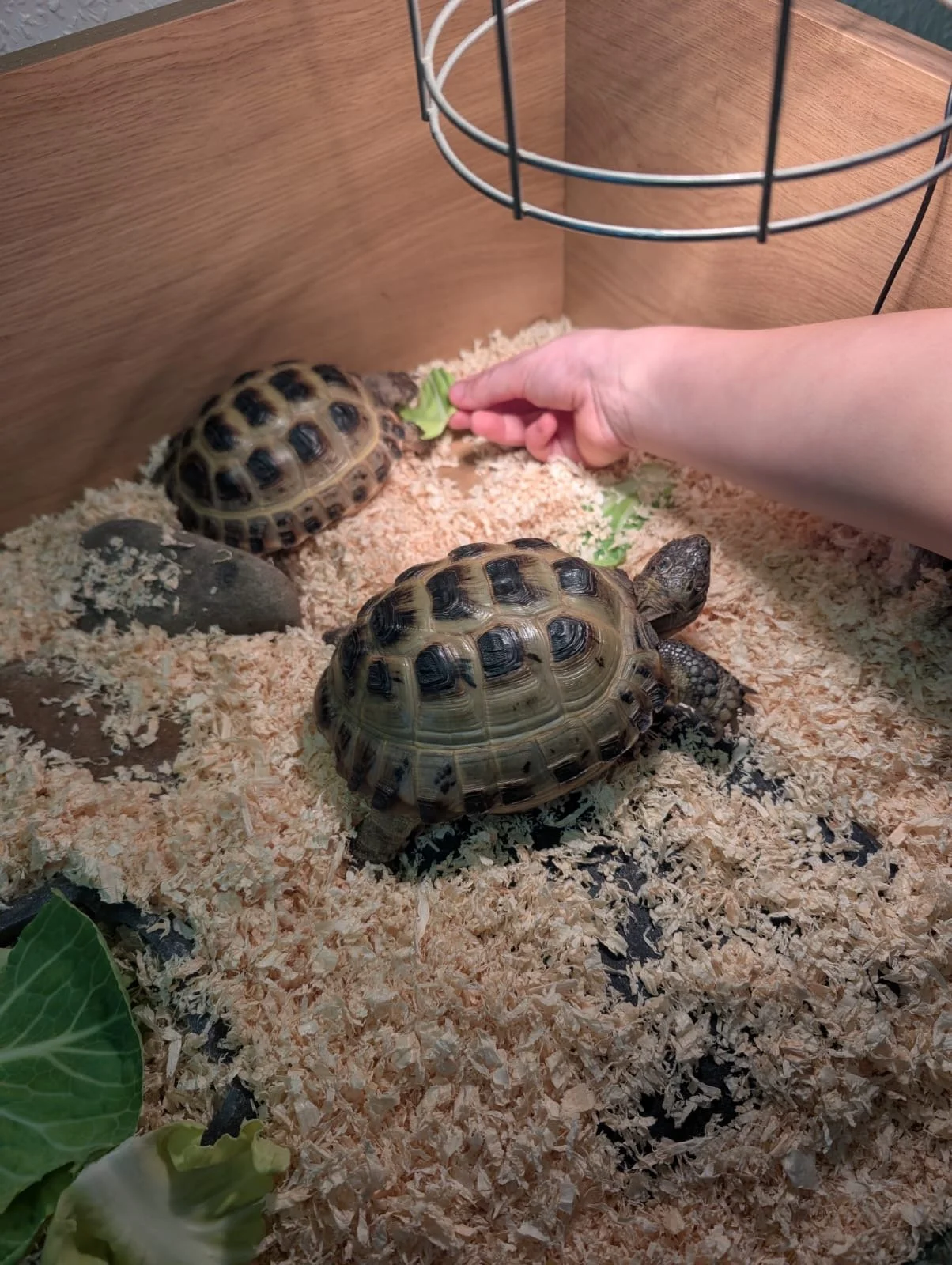 Tortoises
