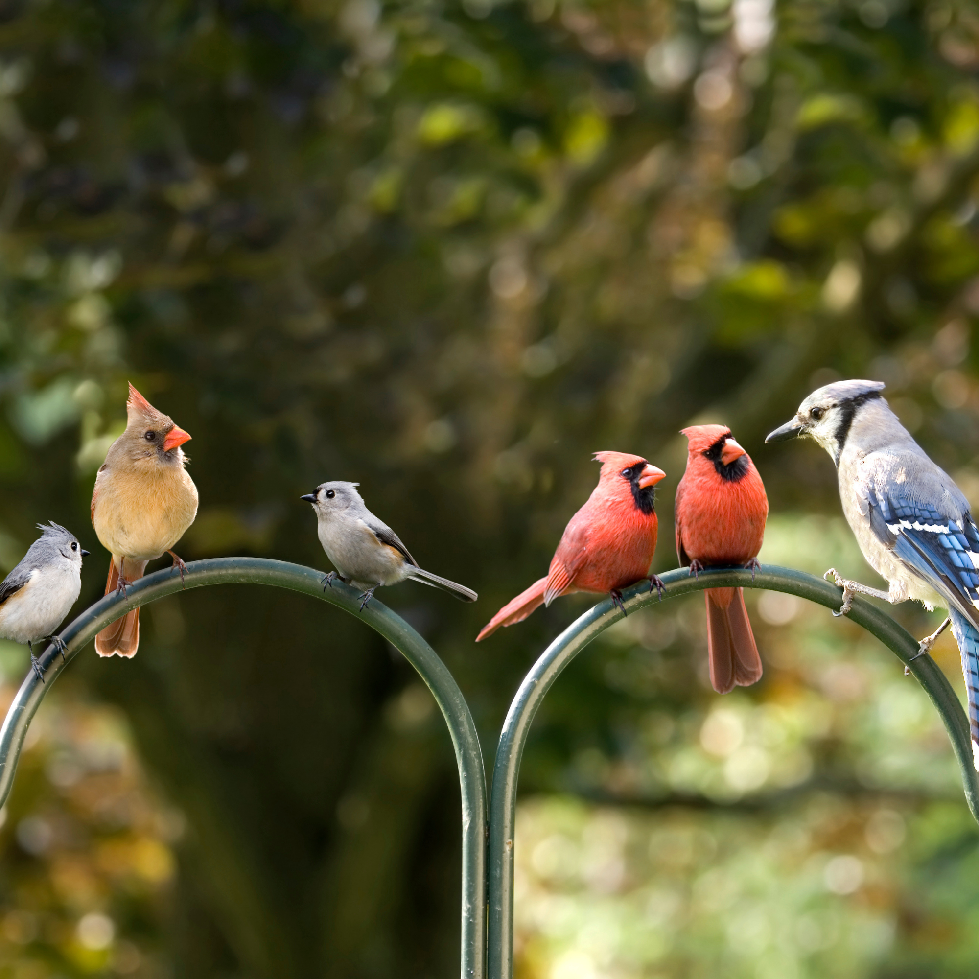 Community Birding with PEJ, Raleigh Parks, and Field Inclusive