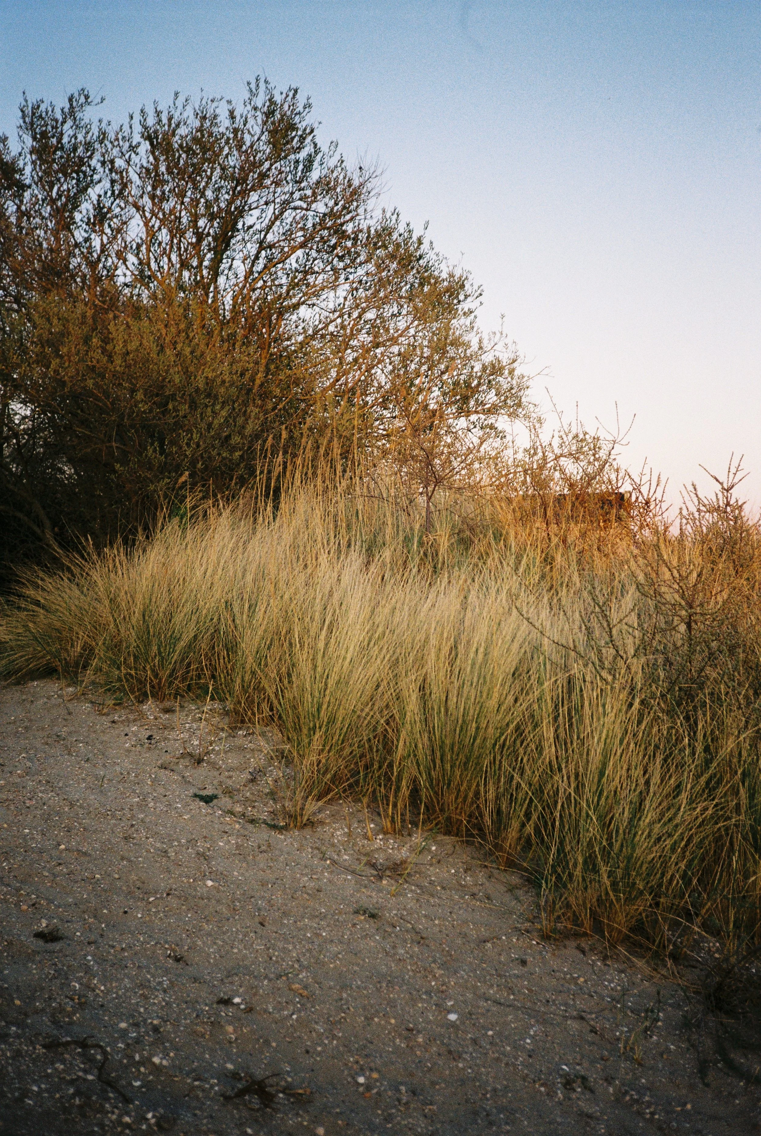 Analoge Aufnahme mit der Yashica T4 auf Kodak Gold 200 während eines Familienurlaubs in Zeeland, Holland – entwickelt und gescannt von Optik Oldschool aus Düsseldorf.