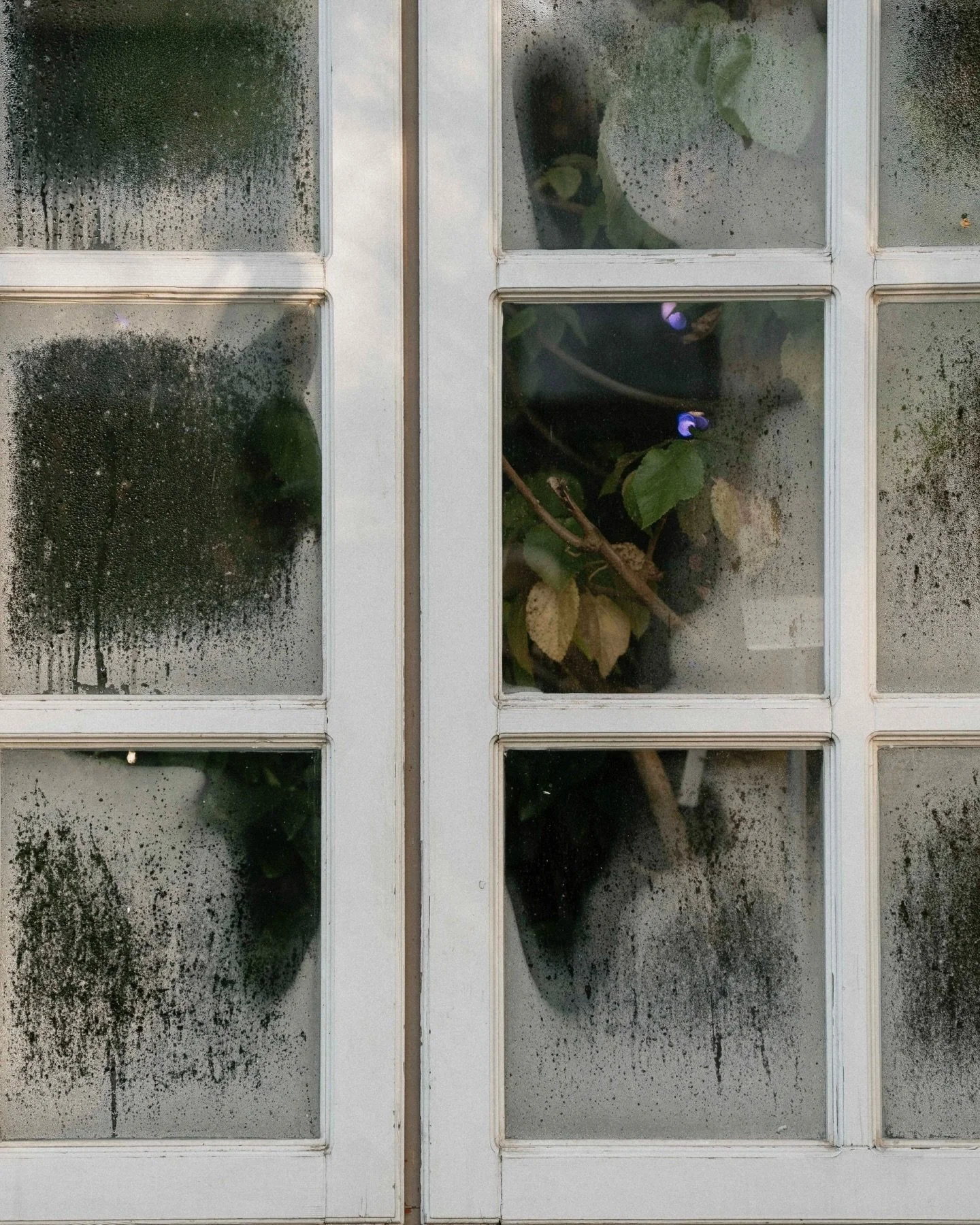 Botanical Garden. Leica M11. Cold-season light hits different.

#leicam11 #botanicalgardenmuenster #coldseasonlight urbanmood