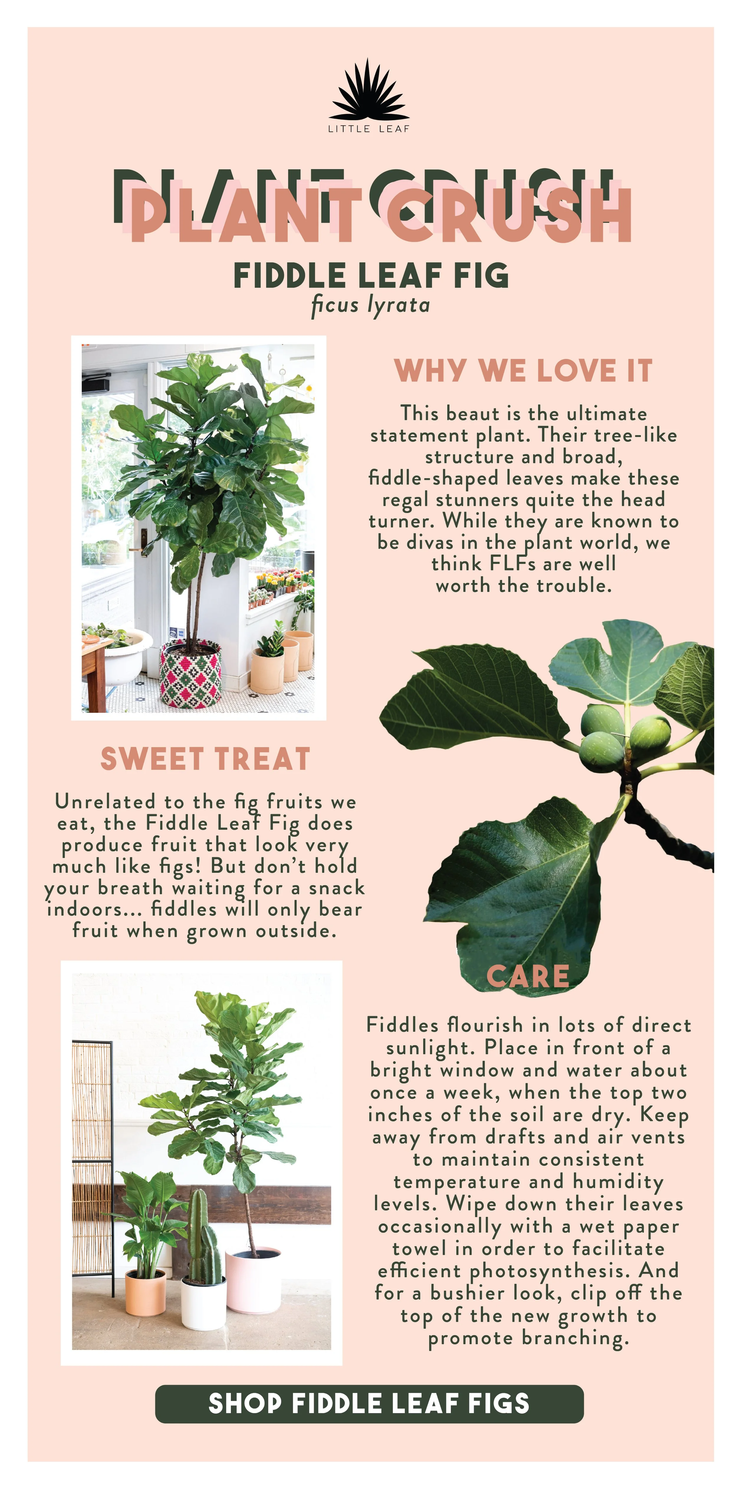 plant crush-01.jpg
