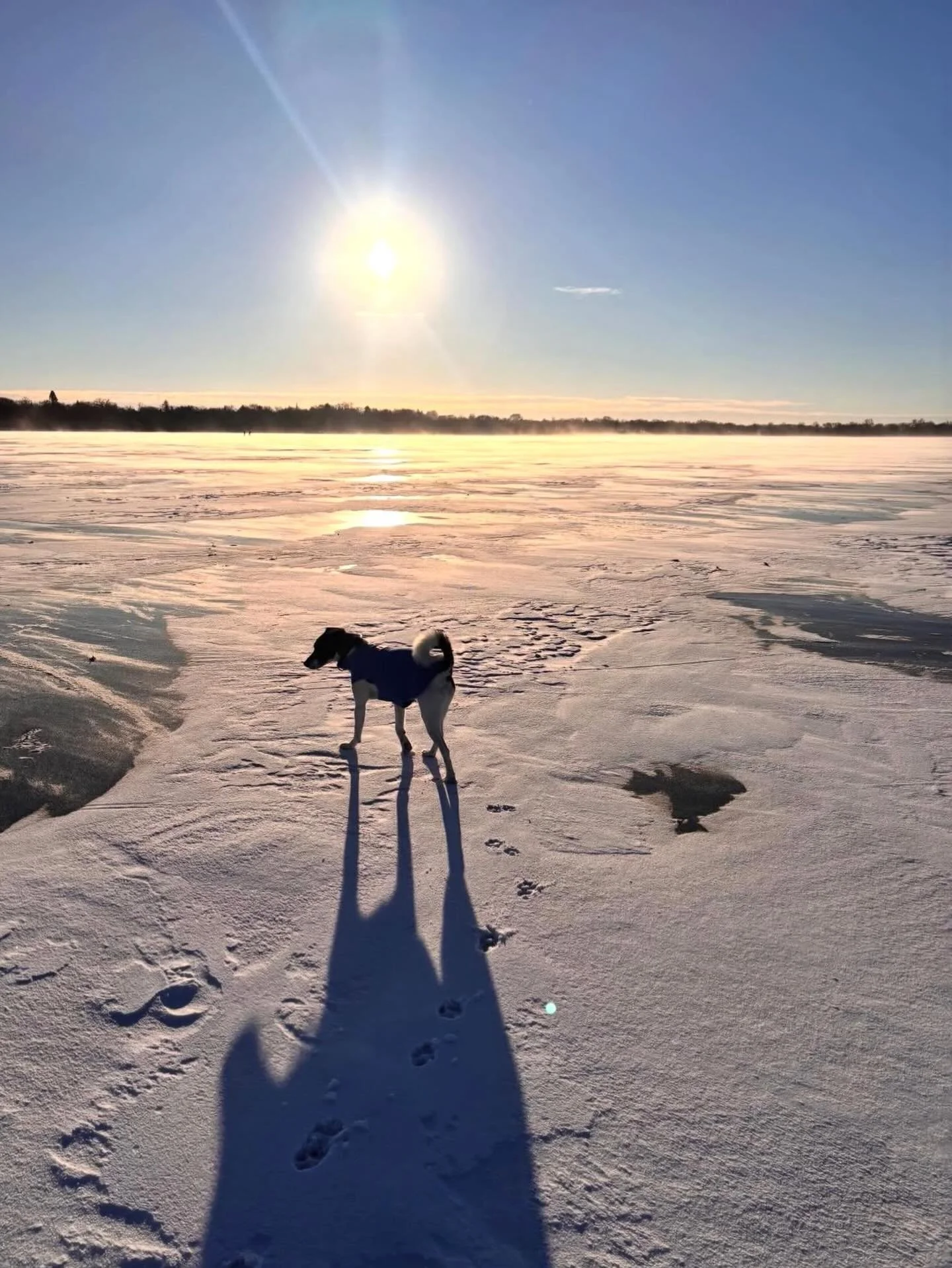 Vinnie out enjoying the first day of winter! 
Have a Happy Solstice!
📸 @vinnieapolis_thedog