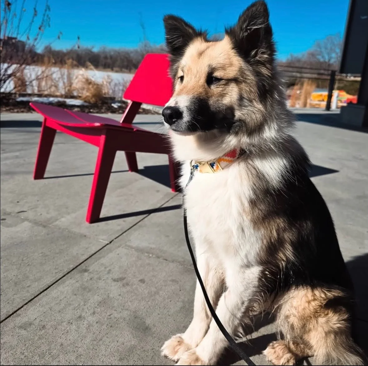☀️Loki loving the sunshine!☀️