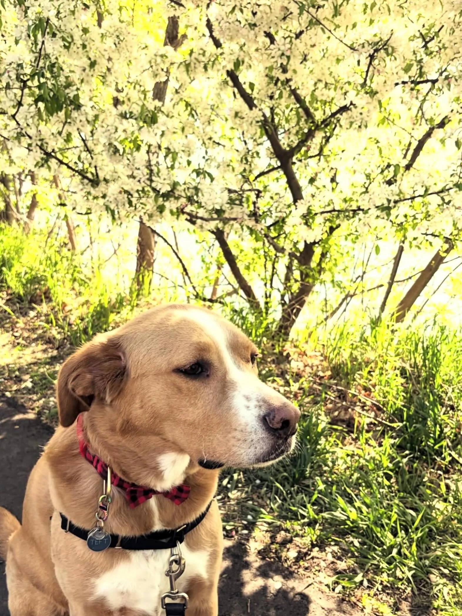 Where&rsquo;s your favorite corner of the neighborhood? ☀️🐟🌻
📸 @a.very.smol.ham