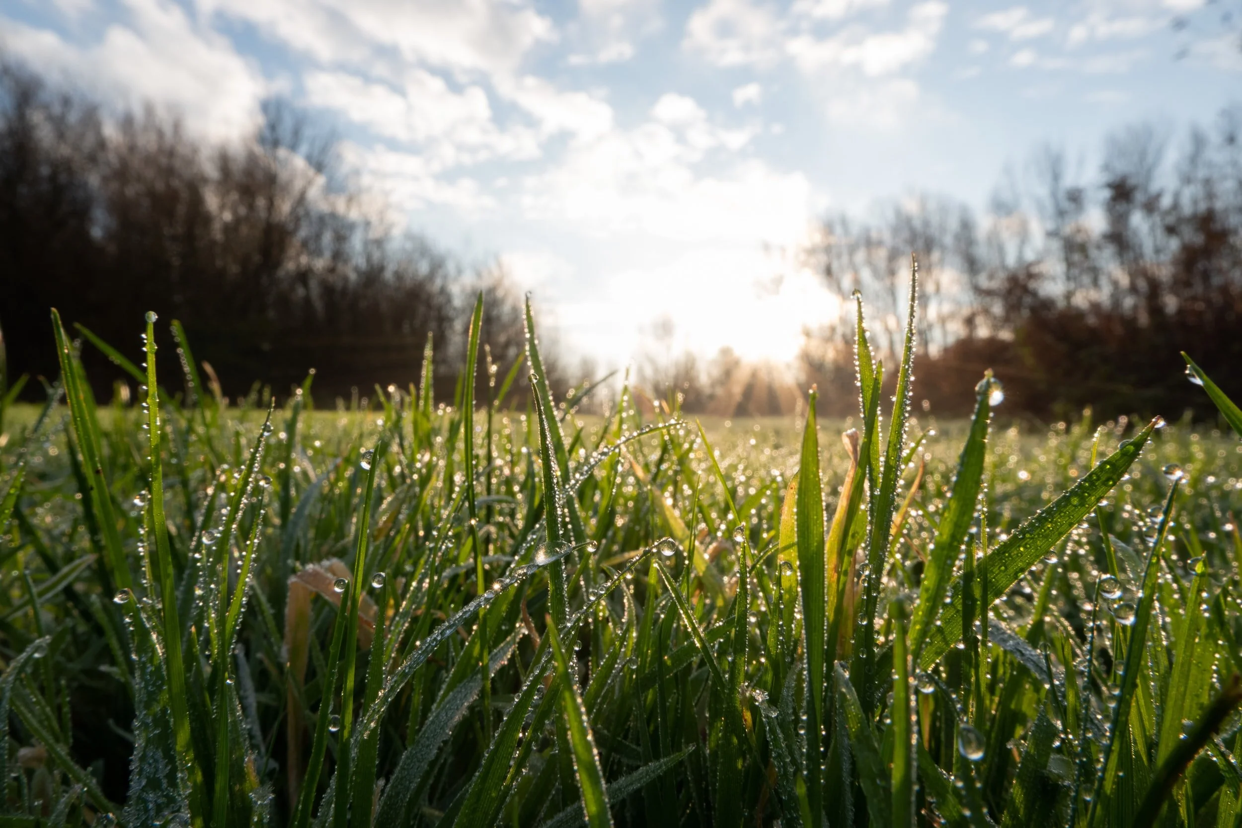 The Dew Fairy : Update One