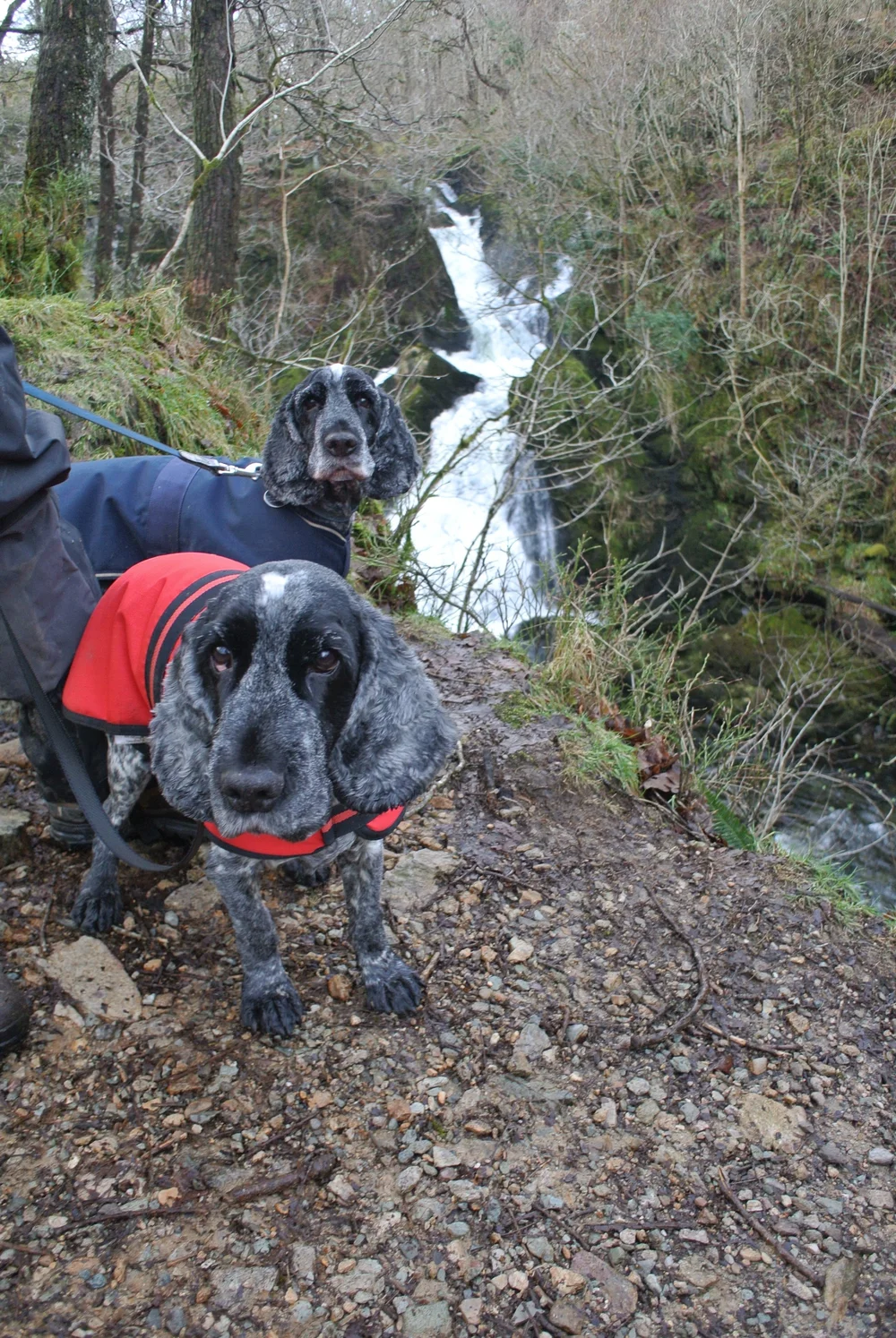 Alfie and Jasper : hiking in the Lake District