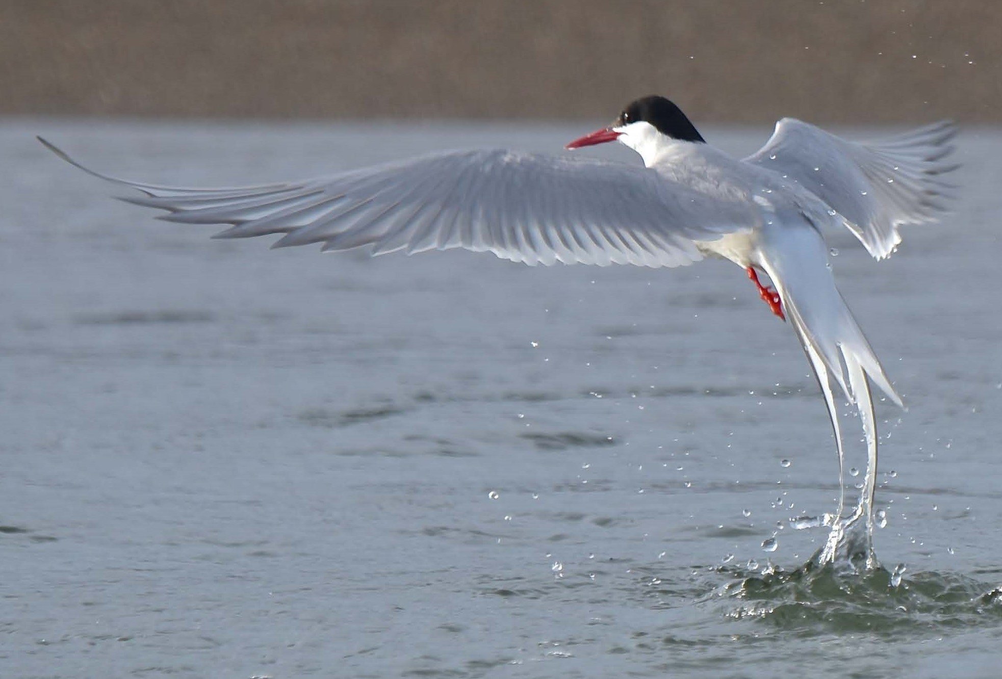 tern.jpg