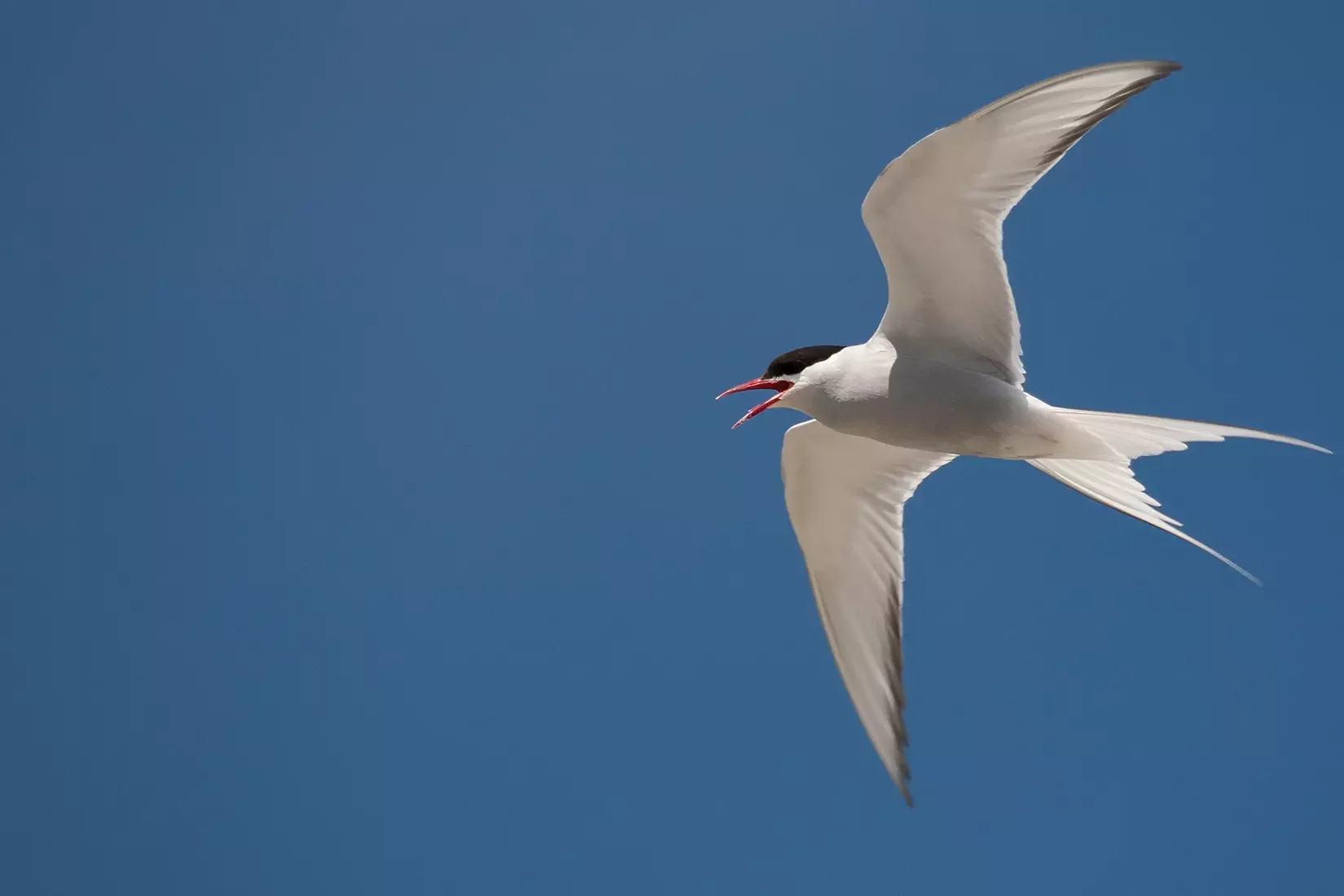 Arctic-Tern-KevM02-Kevin-Murphy.webp