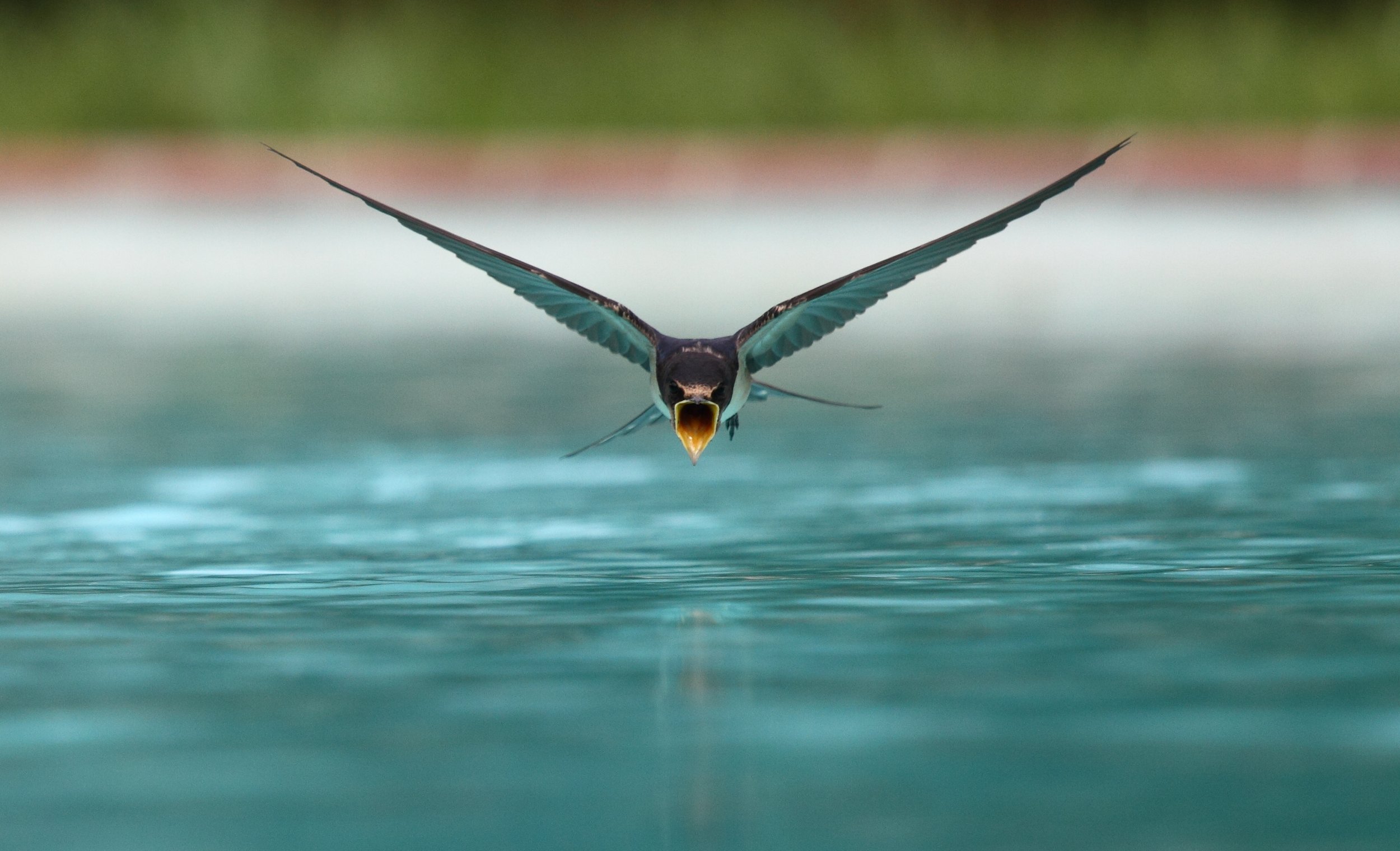 Swallow_flying_drinking.jpg