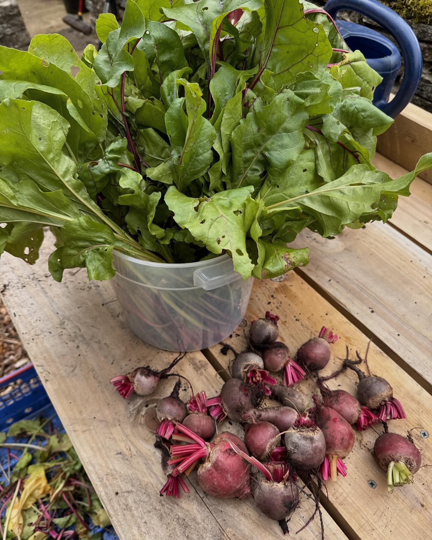Beets #cotswoldsbeets