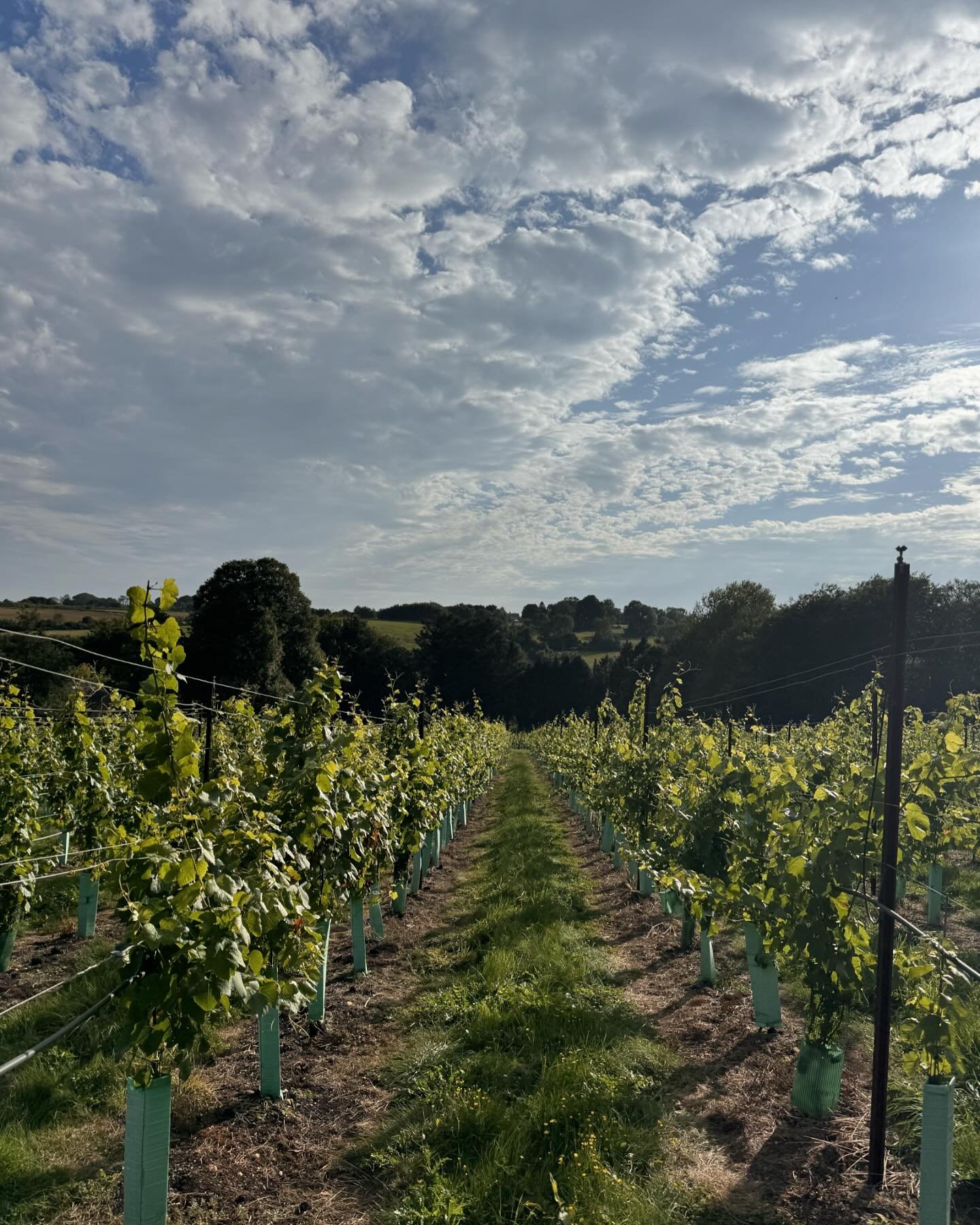 Bank holiday Monday vibes were lovely. #cotswolds #vineyard #fossebridgevineyard