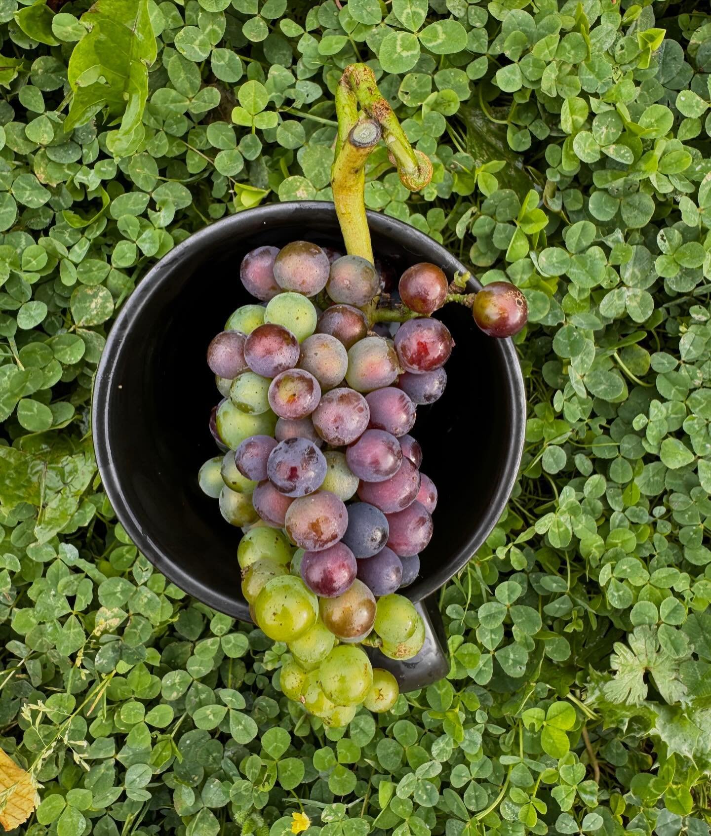 Cotswolds Pinot Noir. Clone 459 on Fercal. August 28. Veraison has started in Fossebridge Vineyard.  #cotswolds #pinotnoir #fossebridgevineyard #veraison #thisisnotnapavalley #grapes