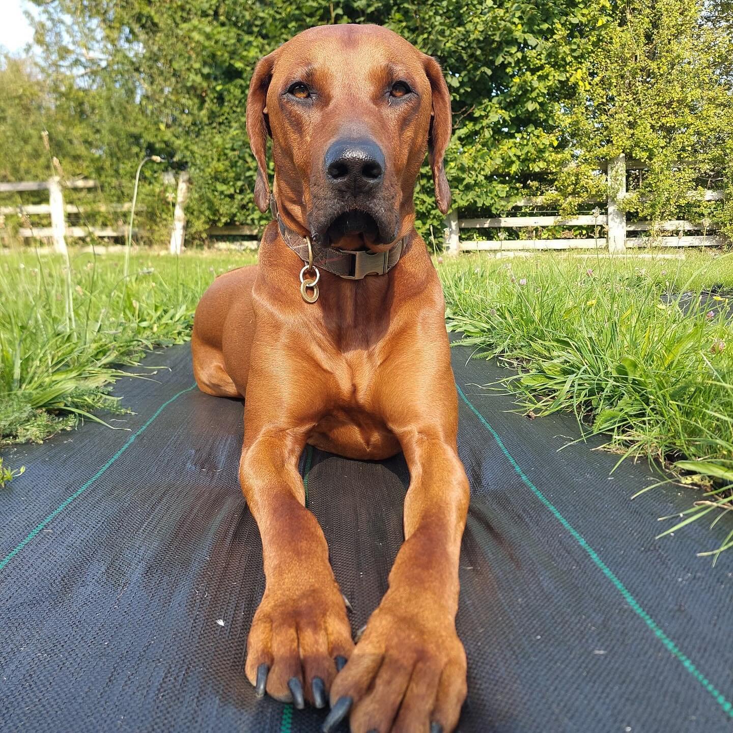 Midas #cotswolds #rhodesianridgeback #rhodesian #ridgeback