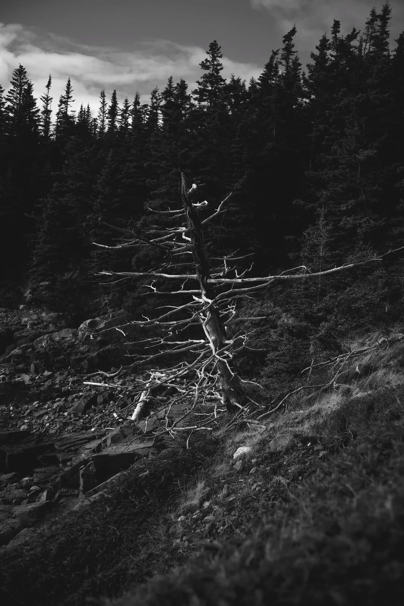 Lubec, Maine II • 2026 • digital