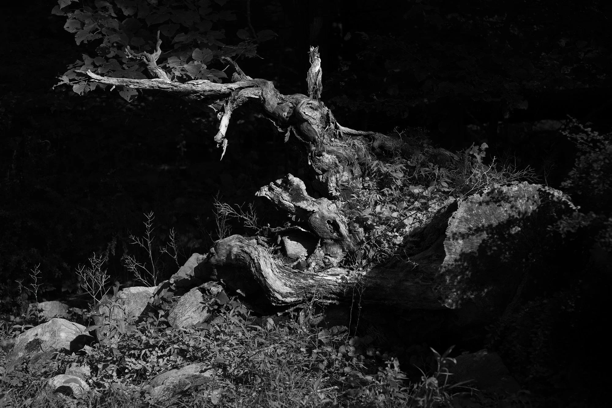 Lake Sapphire, New York XII • 2024 • digital