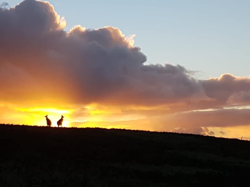 2. Kangaroos sunset.jpeg