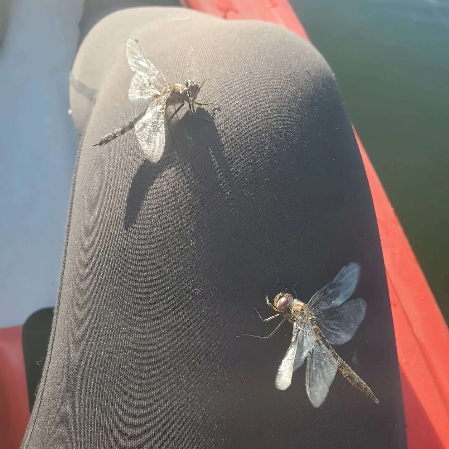 When you save all the dragonflies in Spruce Coulee 🐉🪰

#KayakMedicineHat #KayakRental #OutdoorXcape #GetOutside #GetOffTheCouch #MyMHSummer