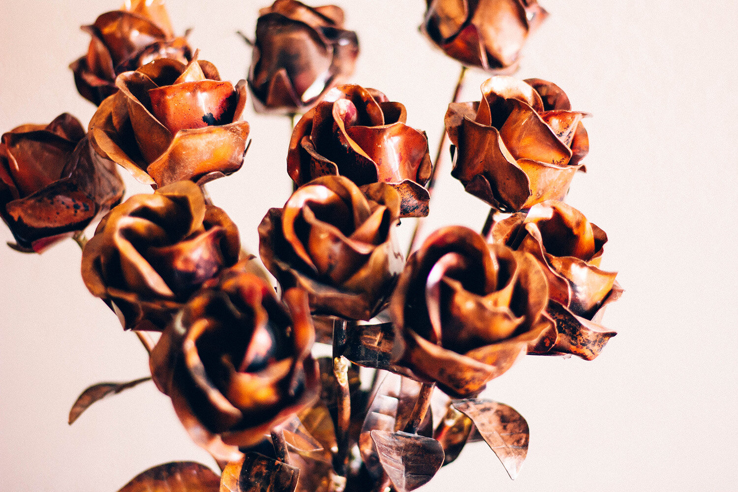 Roses Close up.jpg