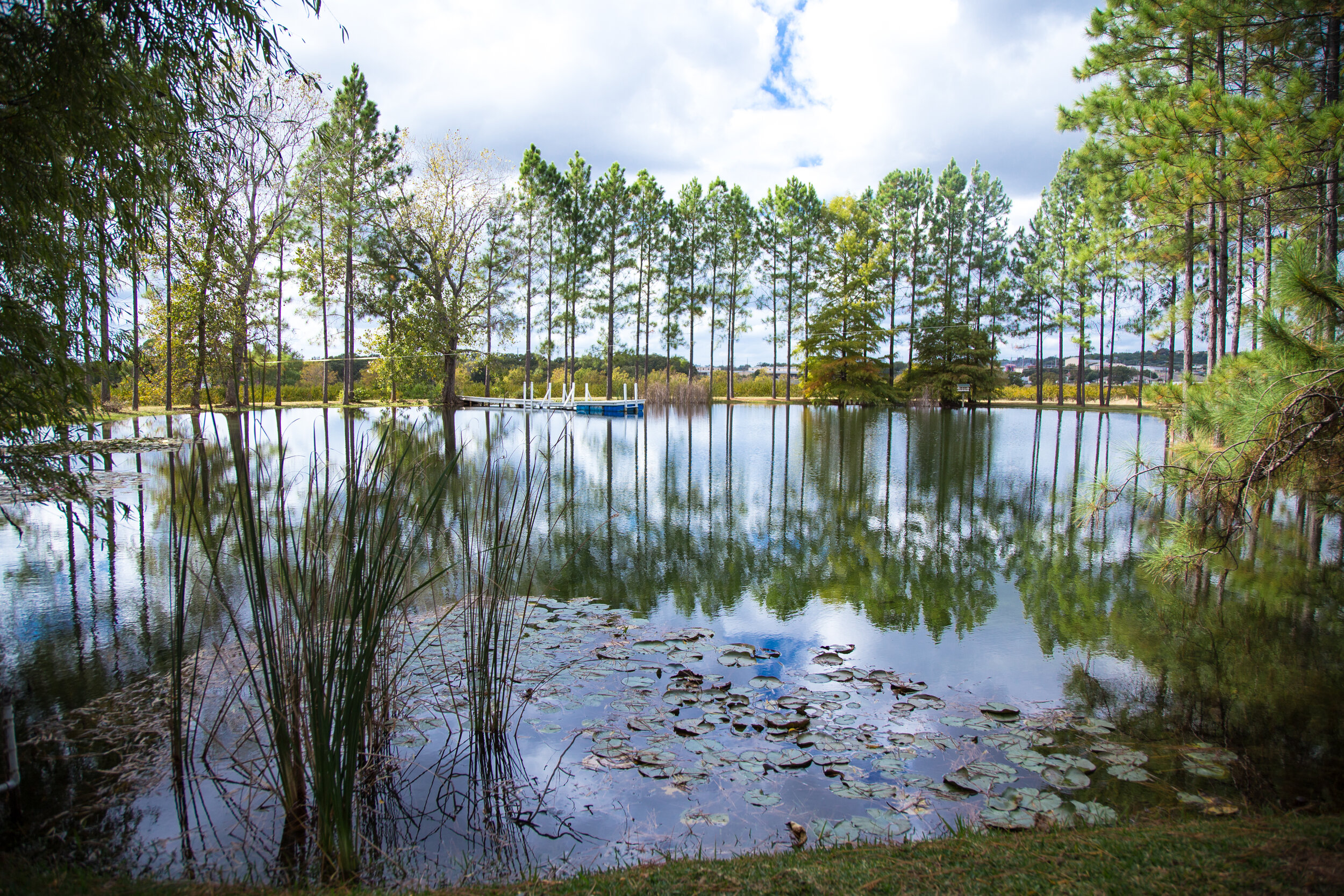 A serene pond surrounded by tall pine trees with a small dock and lily pads on the water, under a partly cloudy sky.