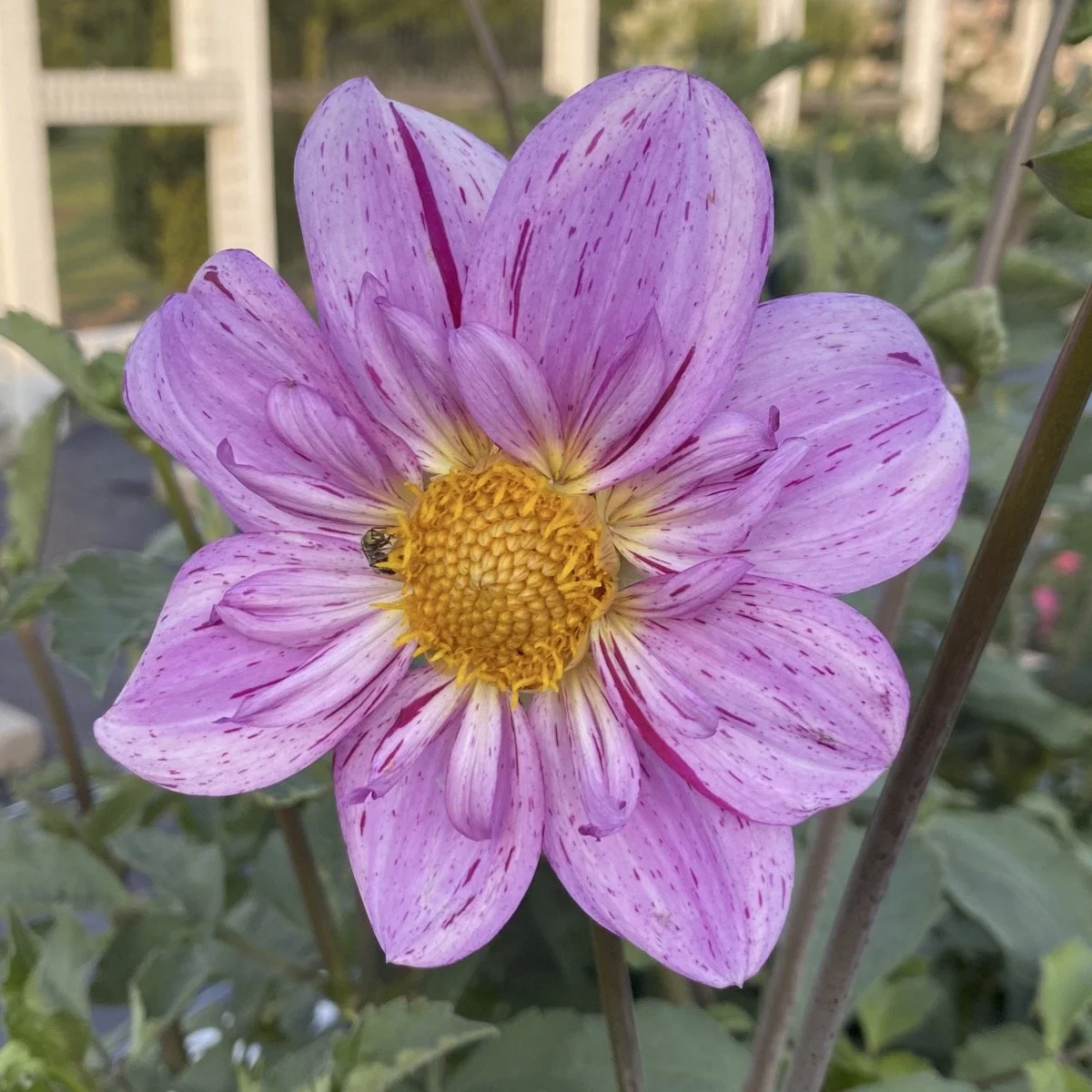 Bloomquist Fruity Drink