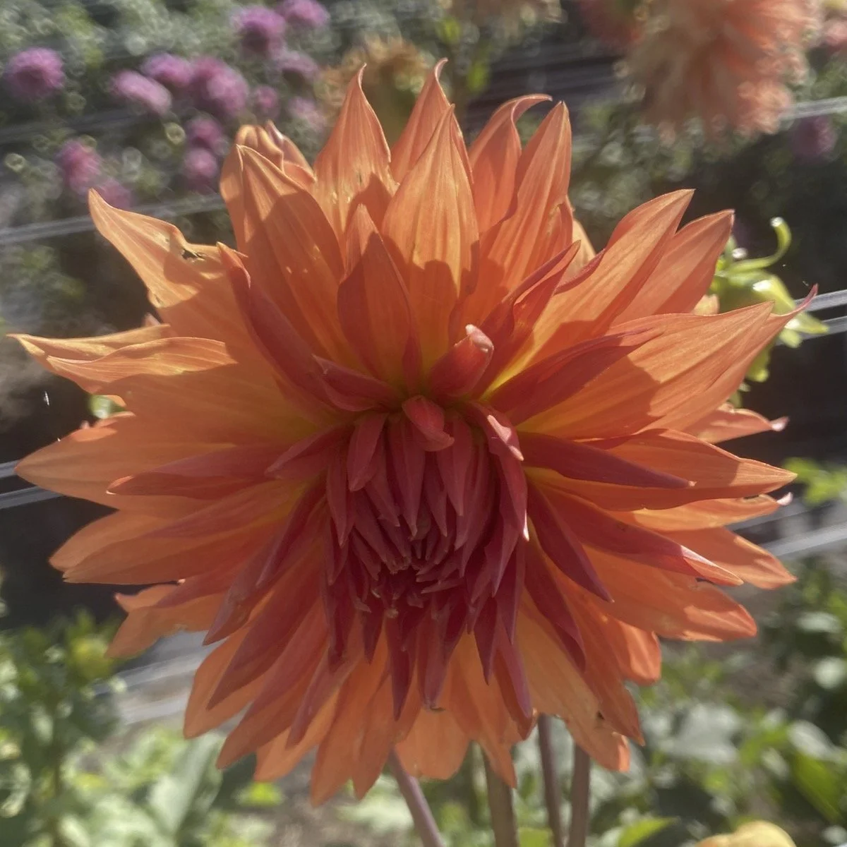 Woodland's Wildthing