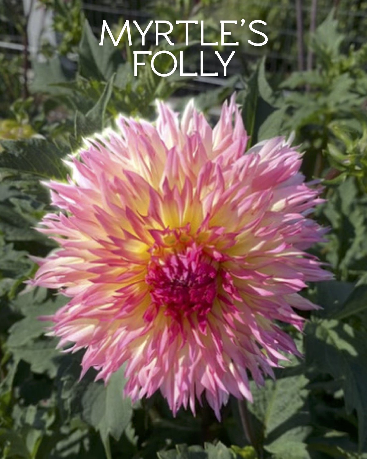 Myrtle's Folly