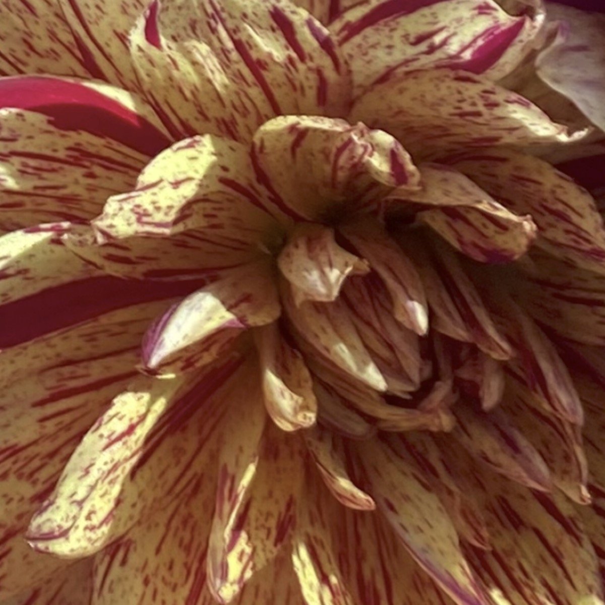 Hollyhill Six in One