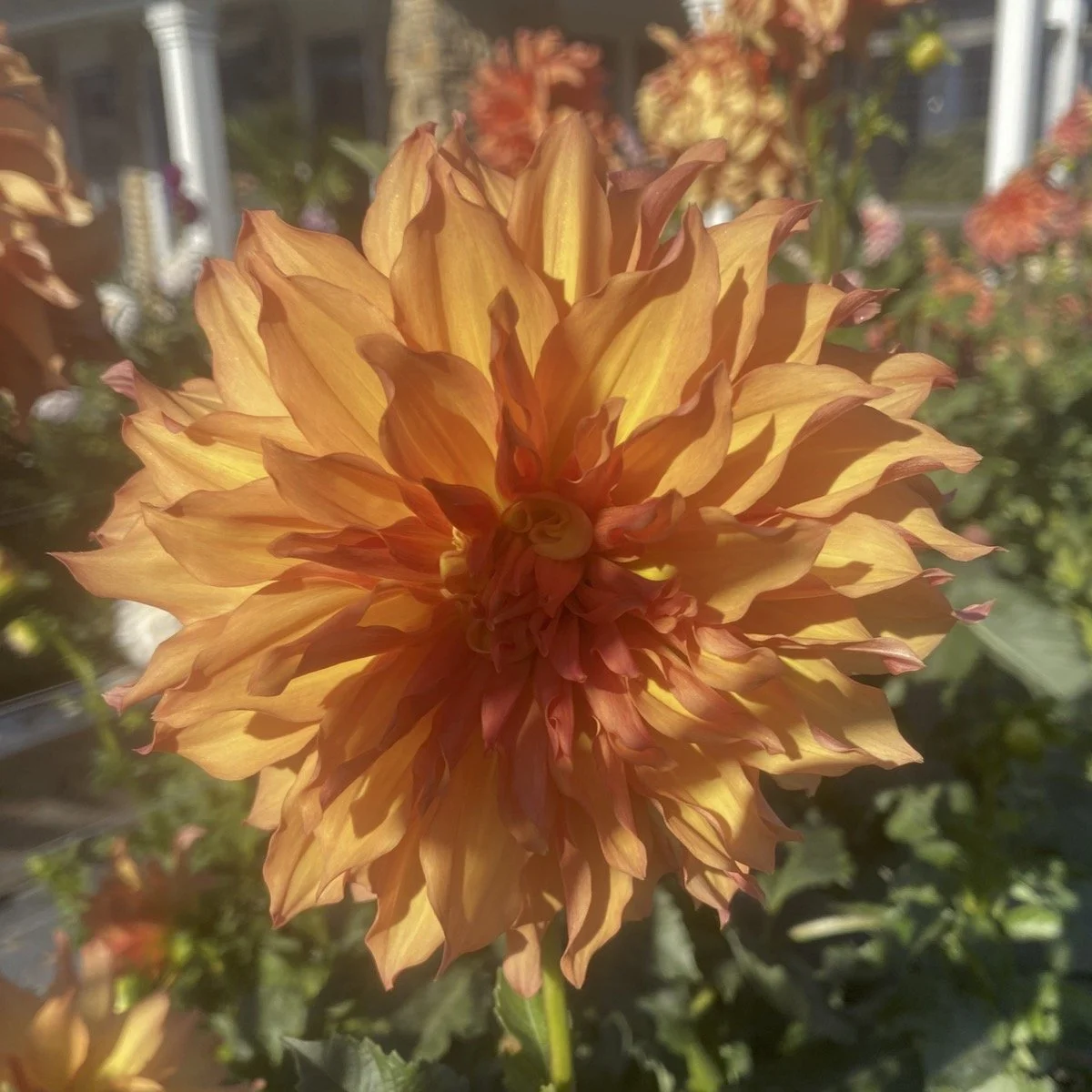 Bloomquist Blast Off