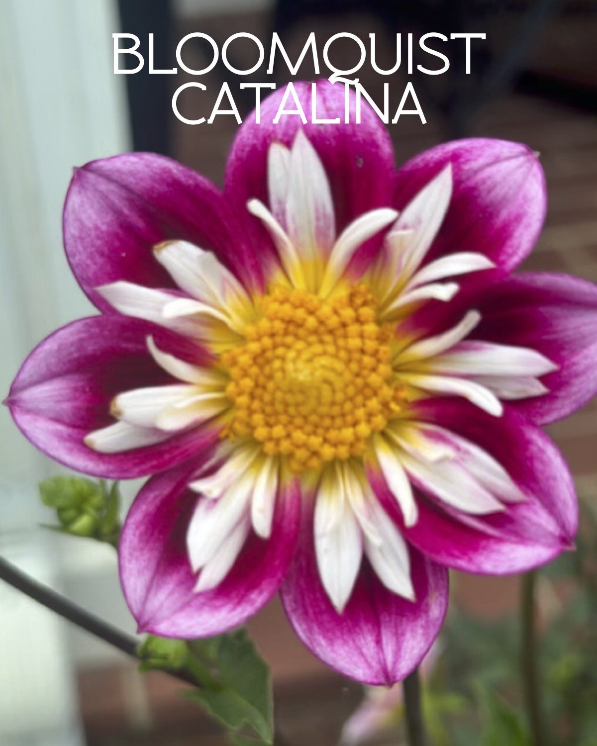 Bloomquist Catalina