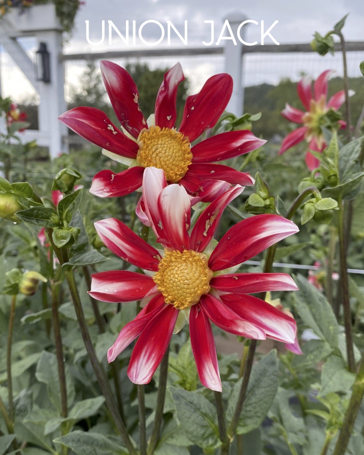 Union Jack