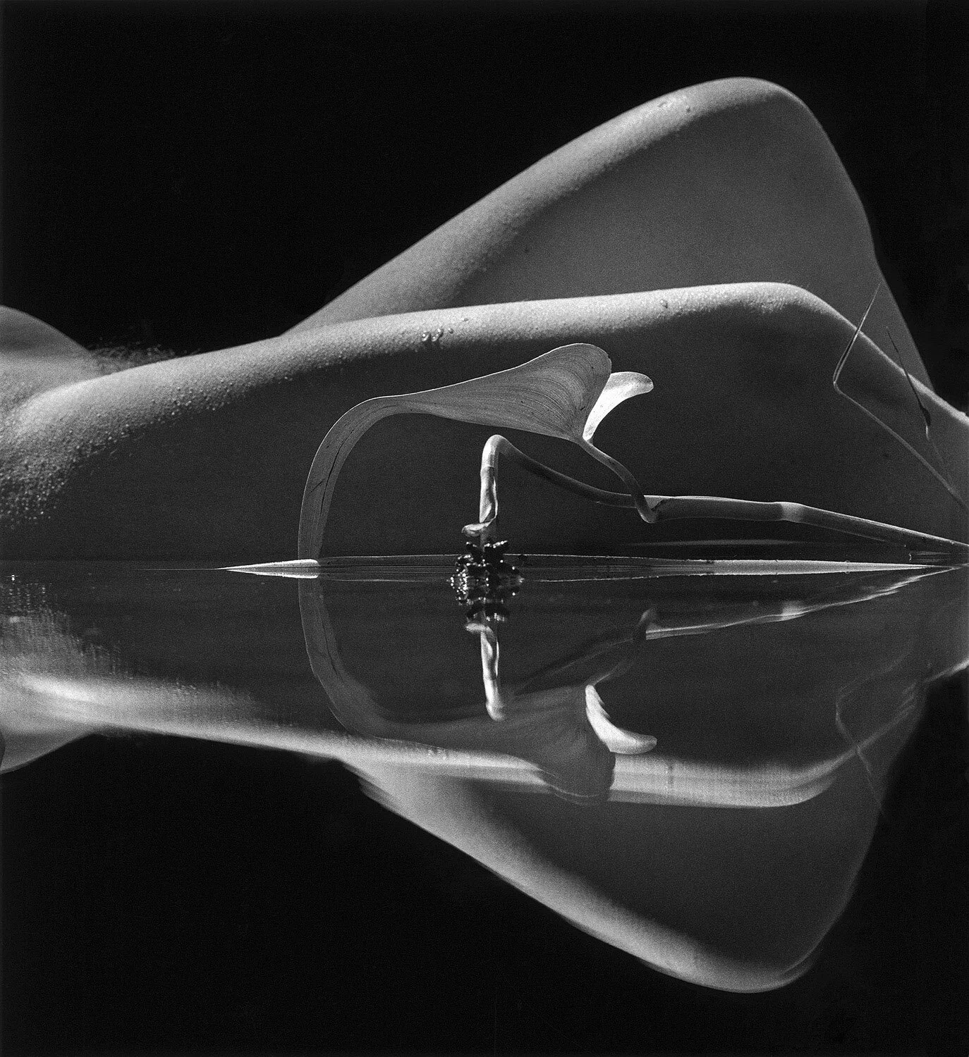 Metamorphosis 1996.jpg