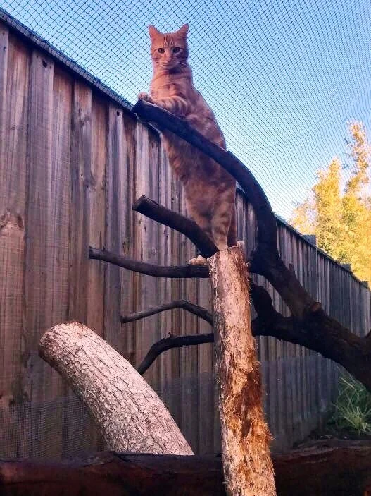 Cat Enclosures — Pet Nets WA