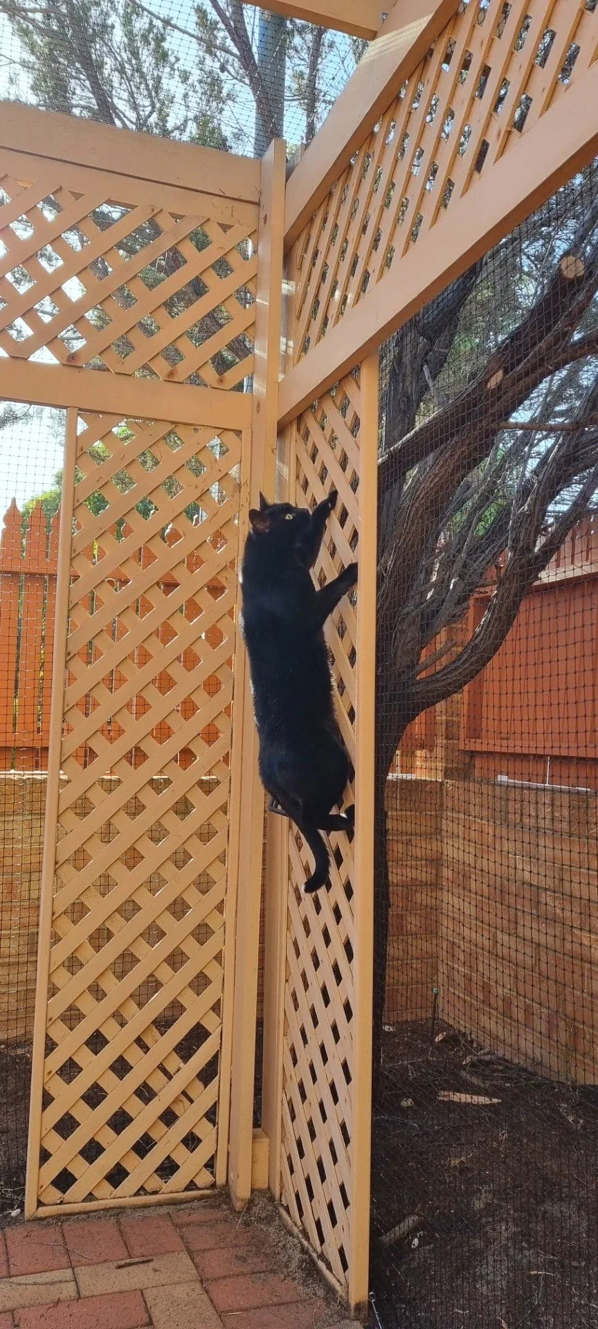 Catio Cat Net Perth cat enclosure Yokine Dianella cat netting Inglewood Nollamara 