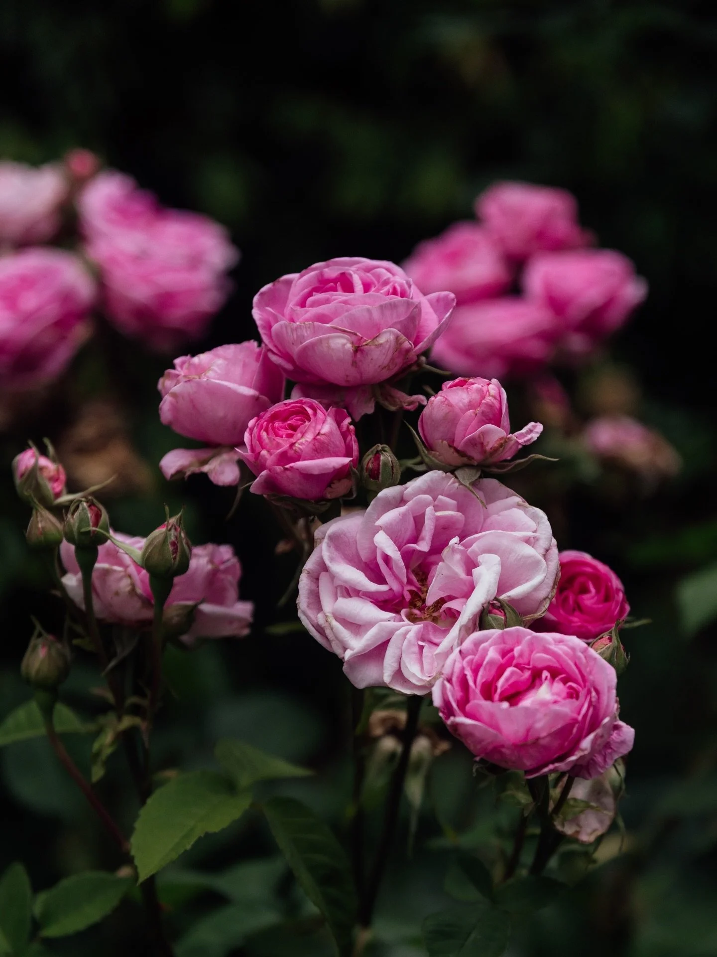 @banoolgardens has to be one of the prettiest venues I&rsquo;ve come across - everywhere you look is just pure beauty 🌷