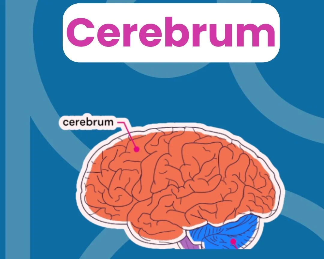 HOW DOES YOUR BRAIN WORK? — NeuroCurious.com