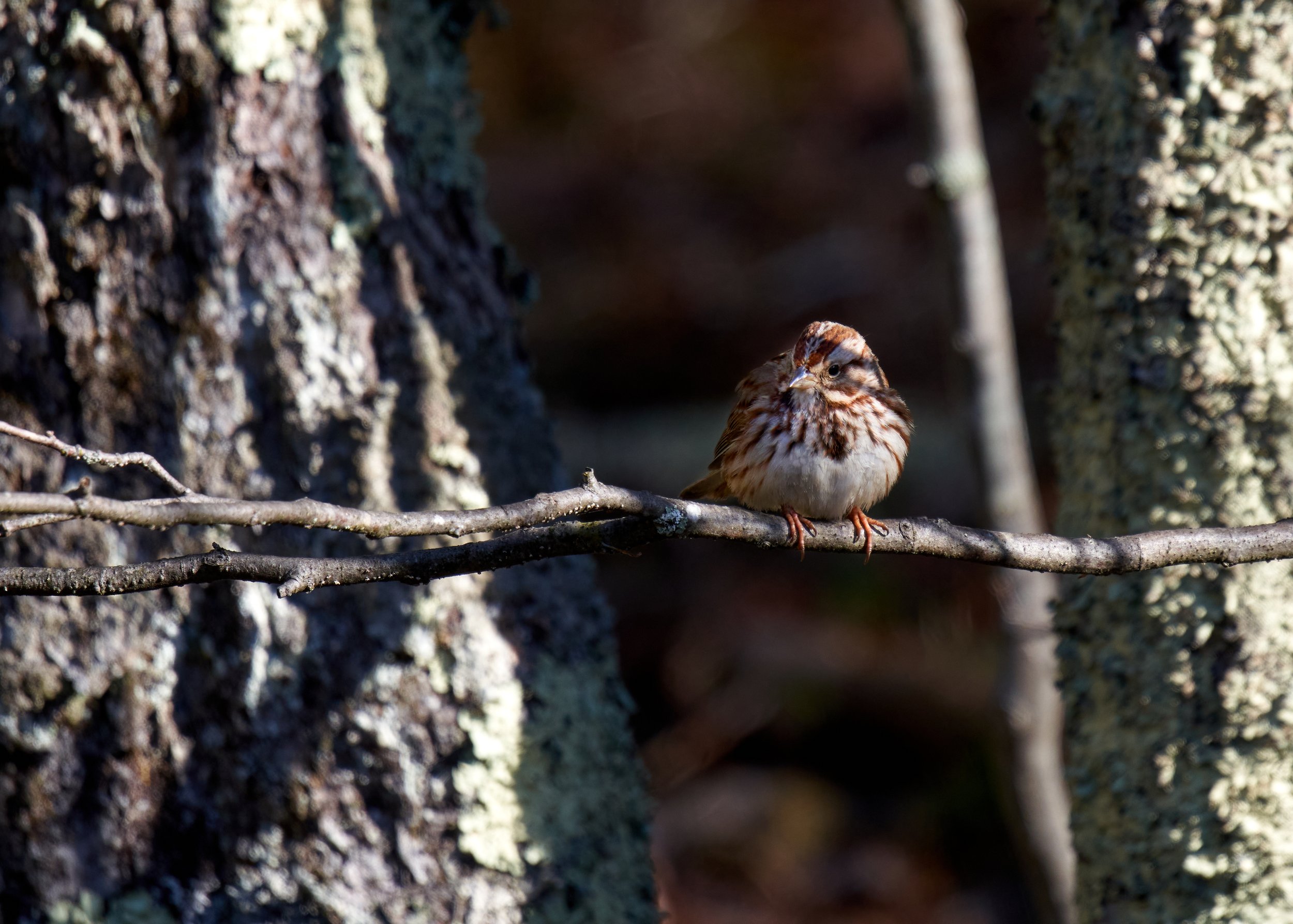 March 27 Birds 4.jpg