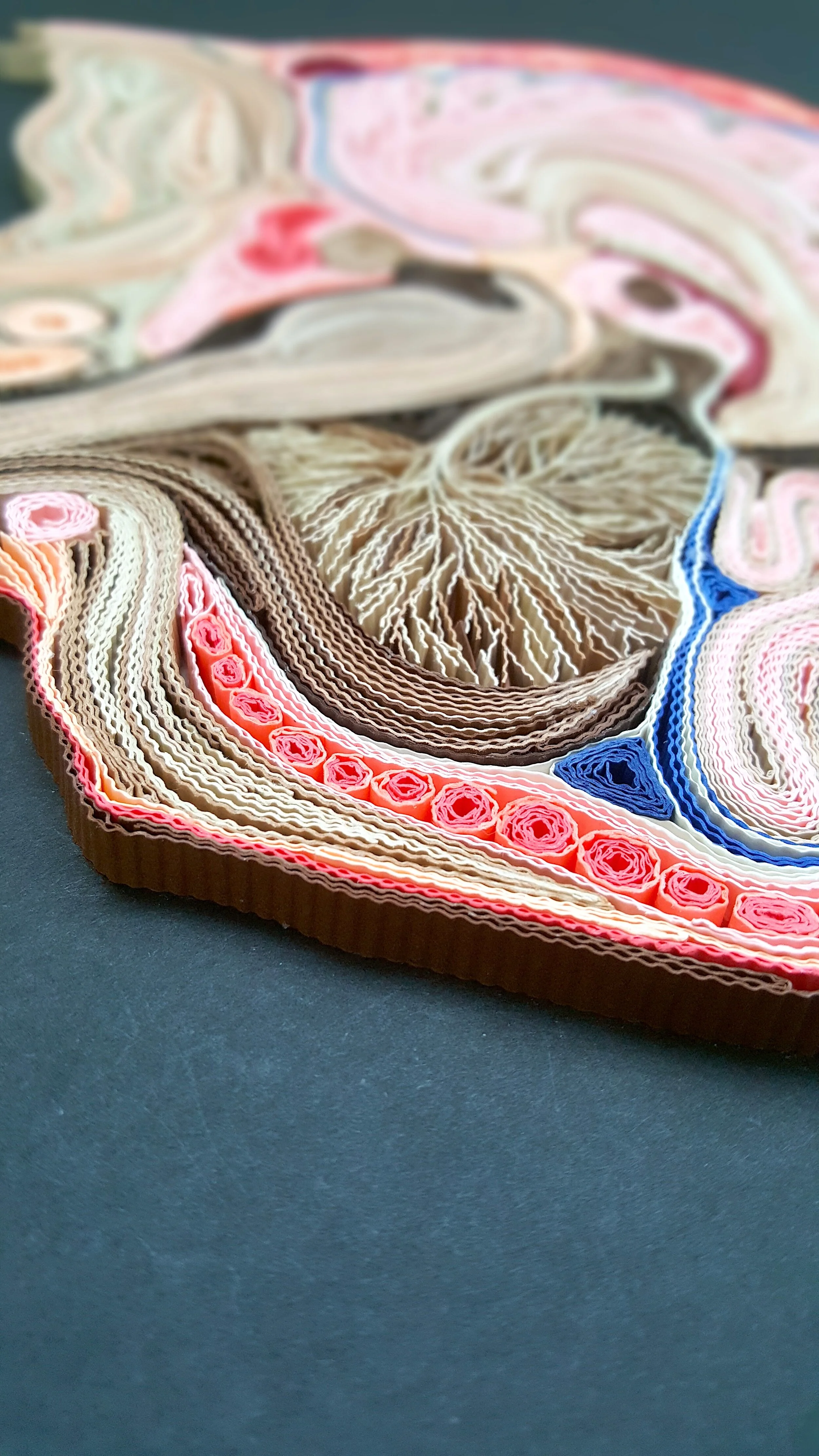 Zahra Ammar Paper Quilling Art Human Brain Dissection Diagram 2.jpg