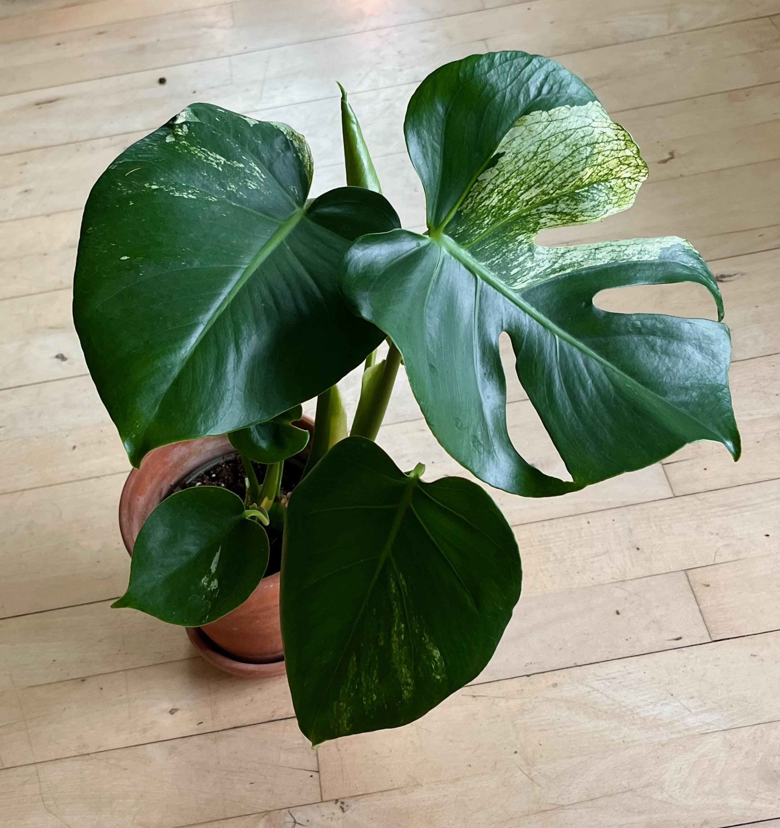 image2 (5).jpeg