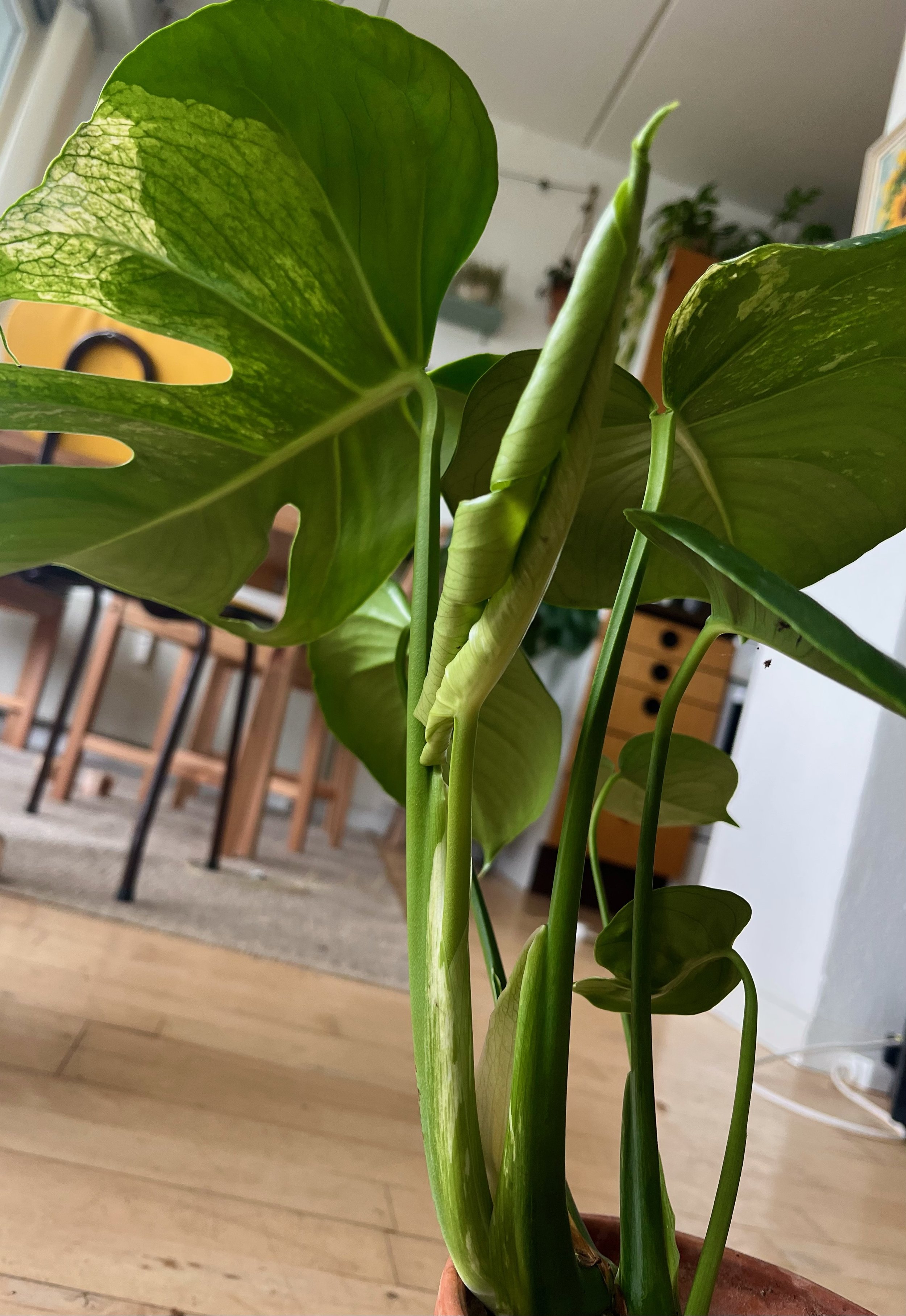 image1 (5).jpeg