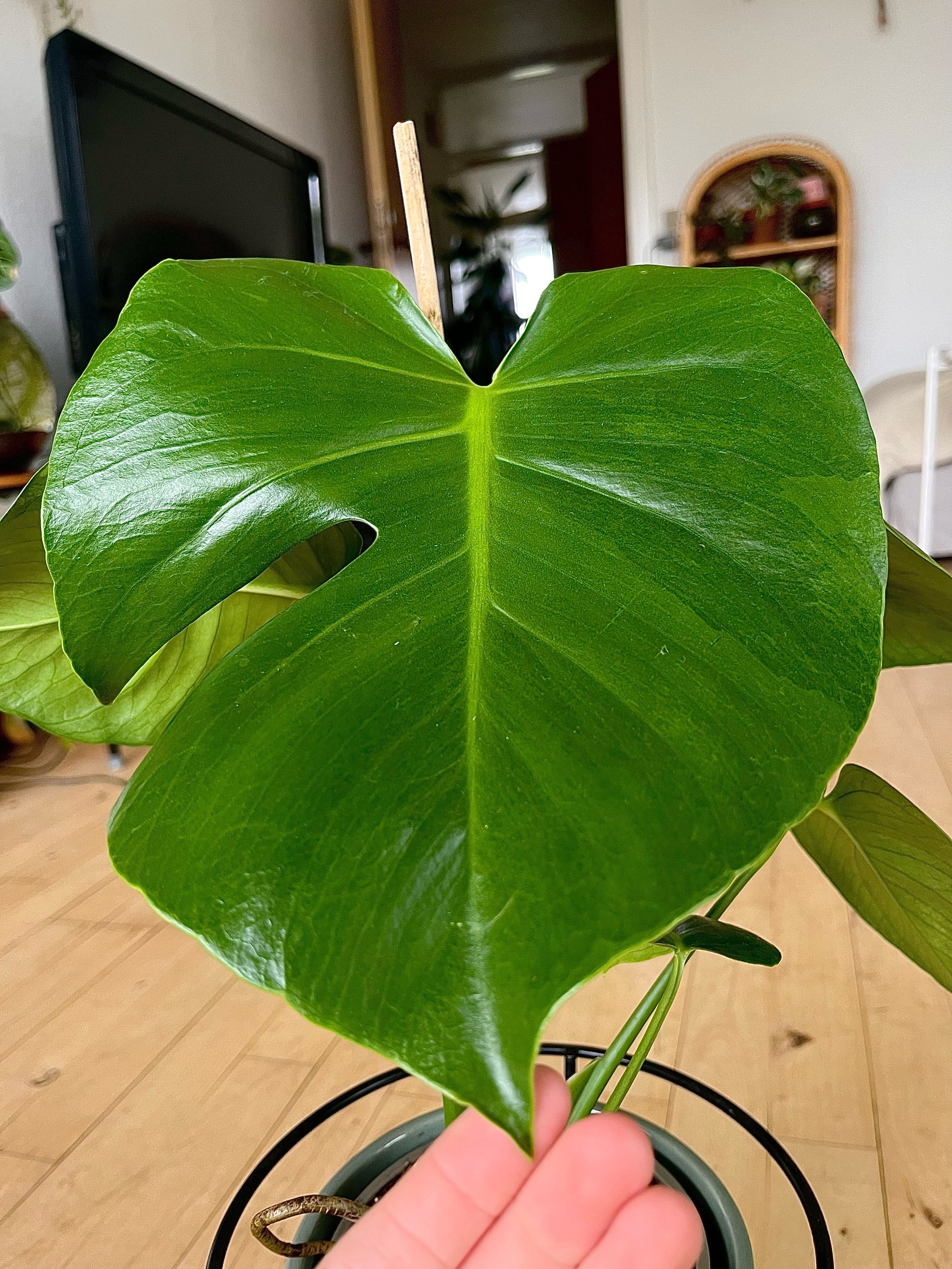 image2 (6).jpeg