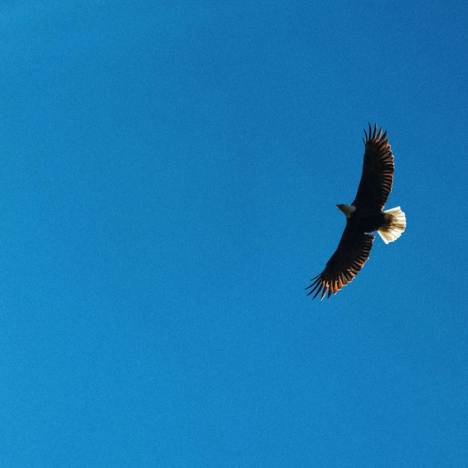 Igor Takes Flight