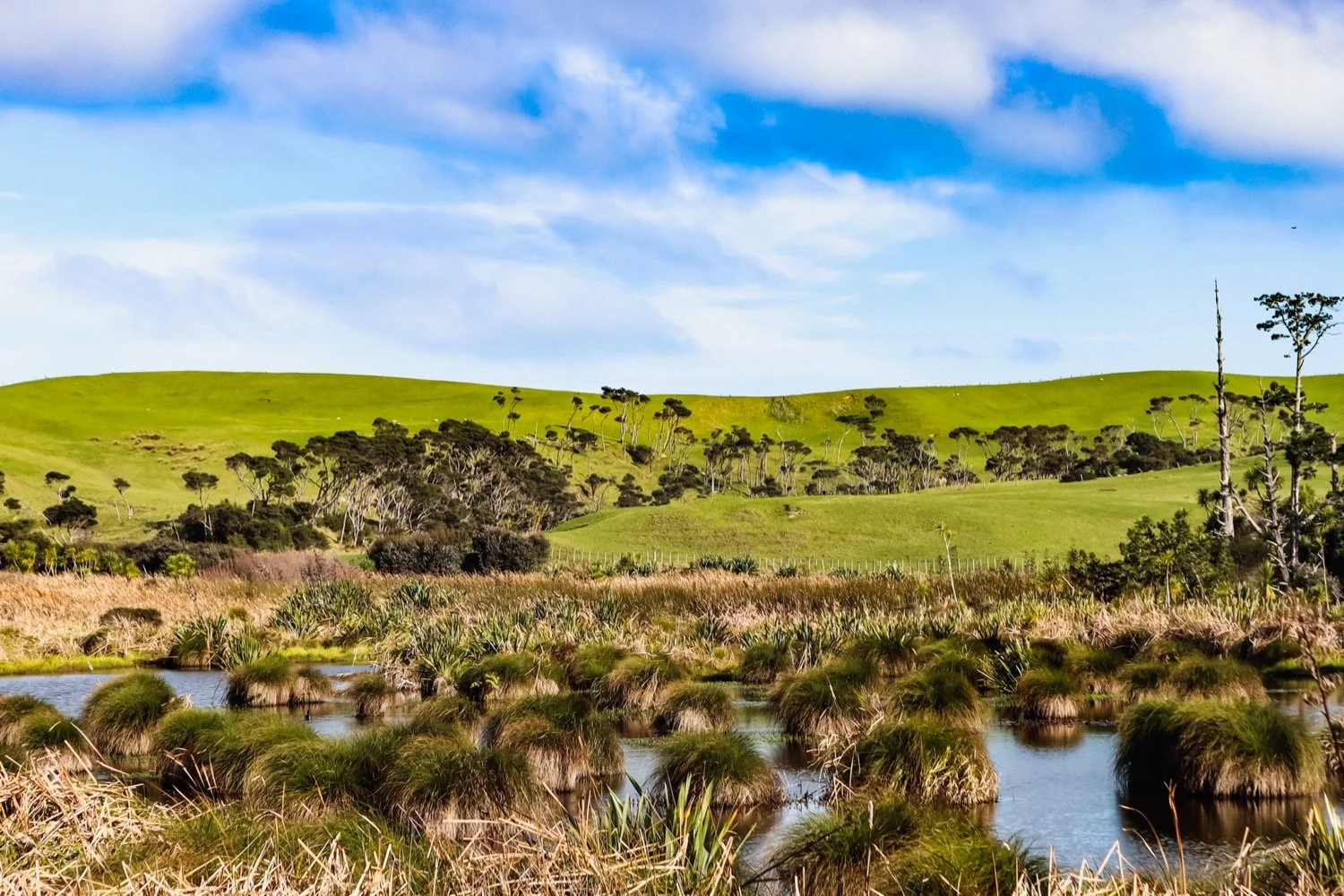 Kaipara-14.JPG