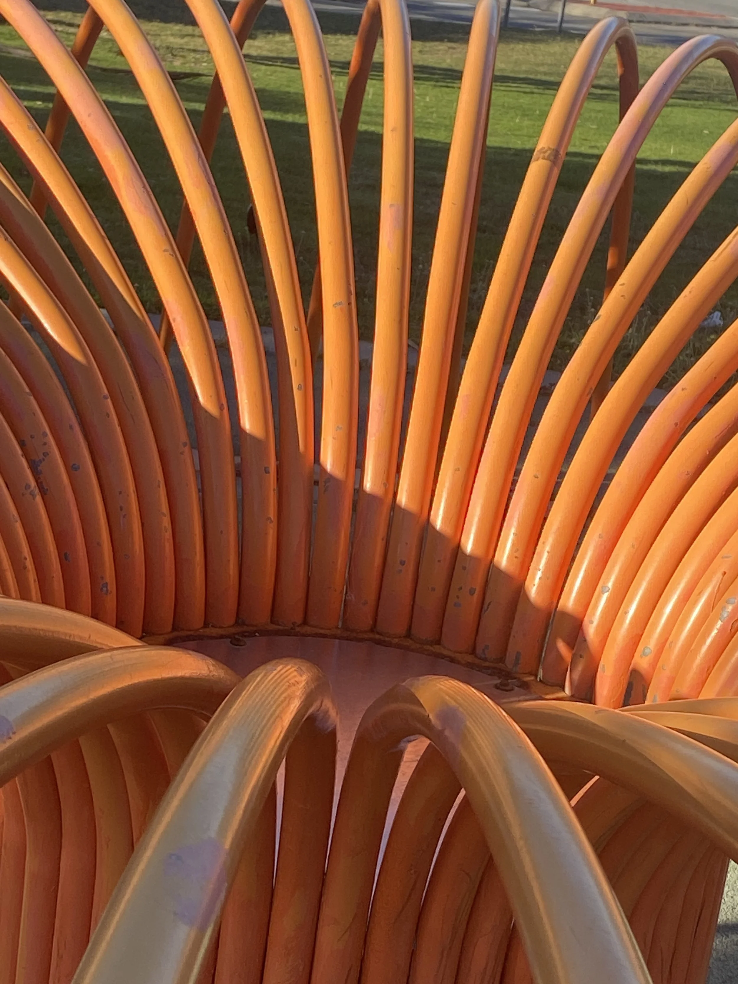 Sea Anemone